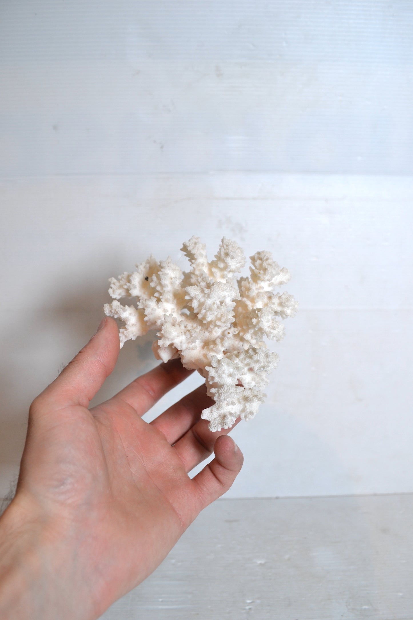 Corail blanc
