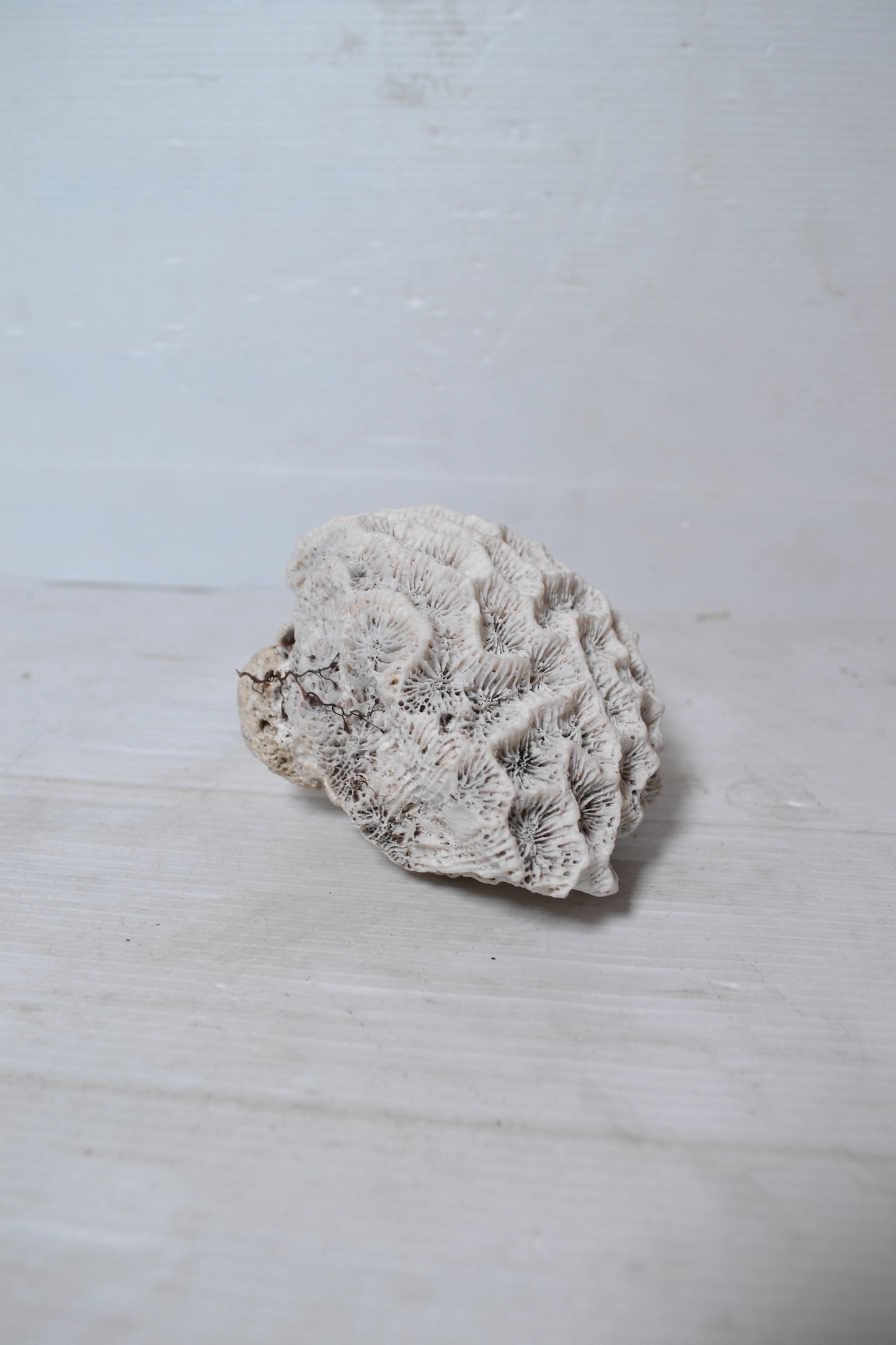 Corail Blanc authentique