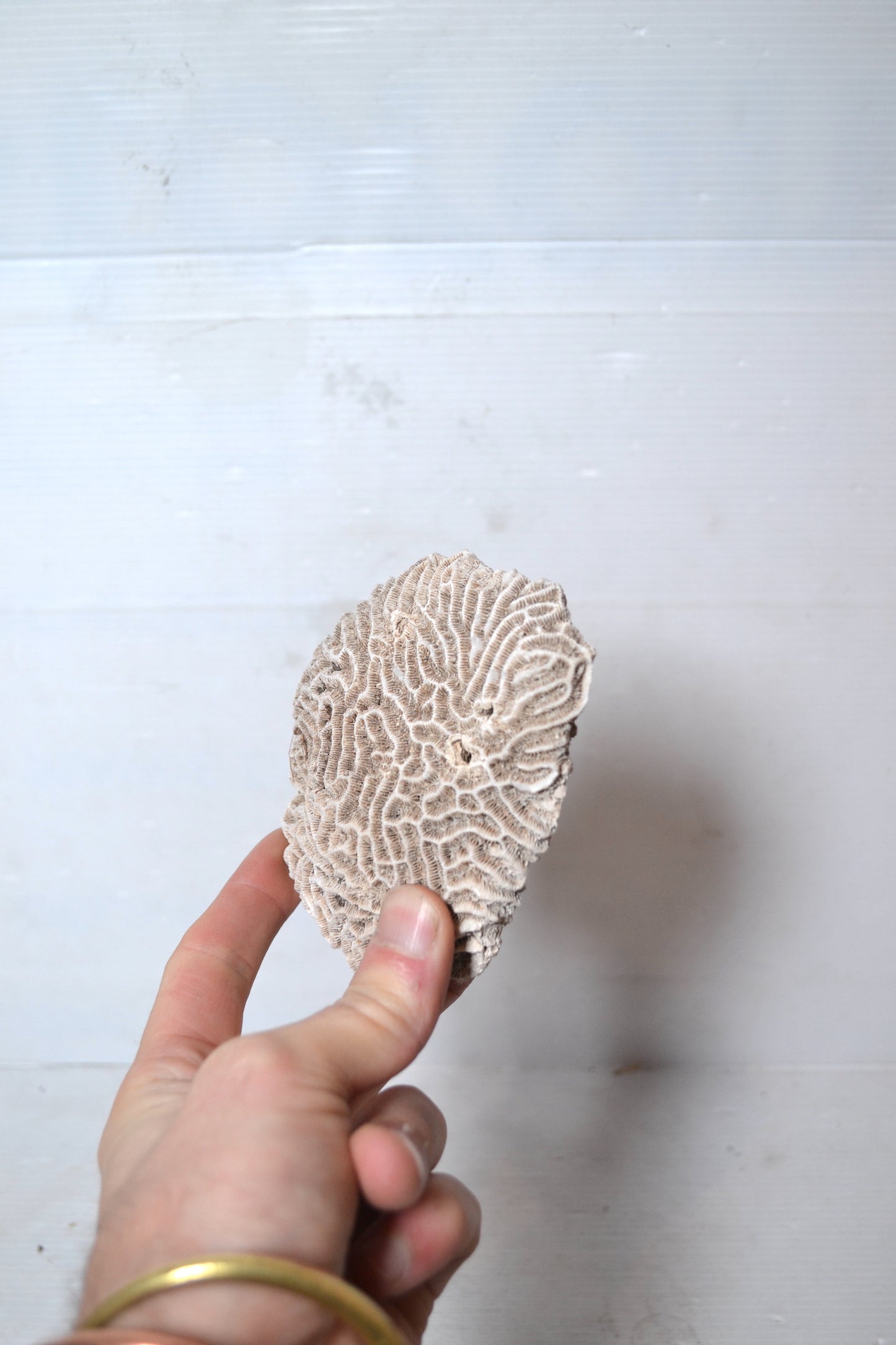 Corail Blanc naturel