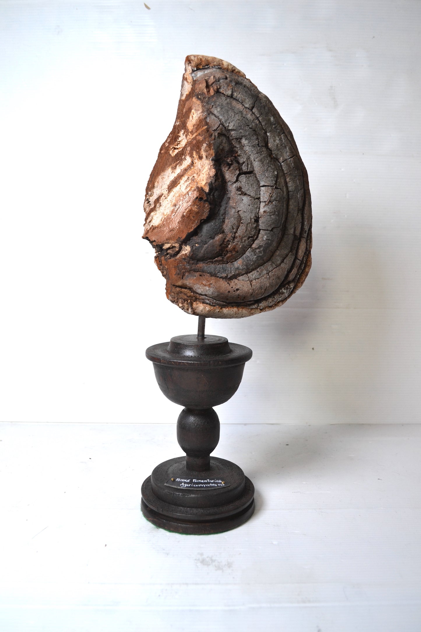 Champignon sur socle