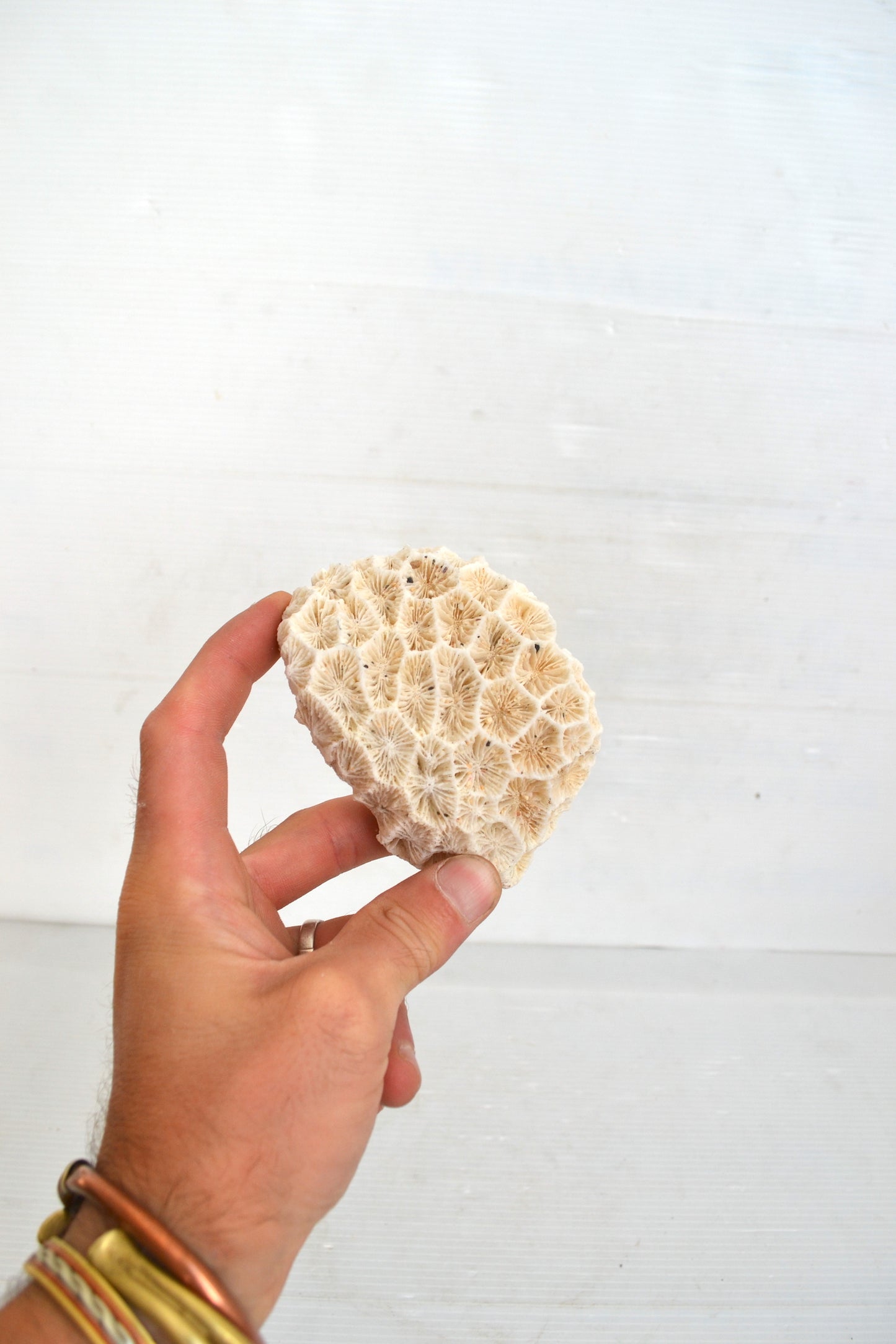 Corail Blanc
