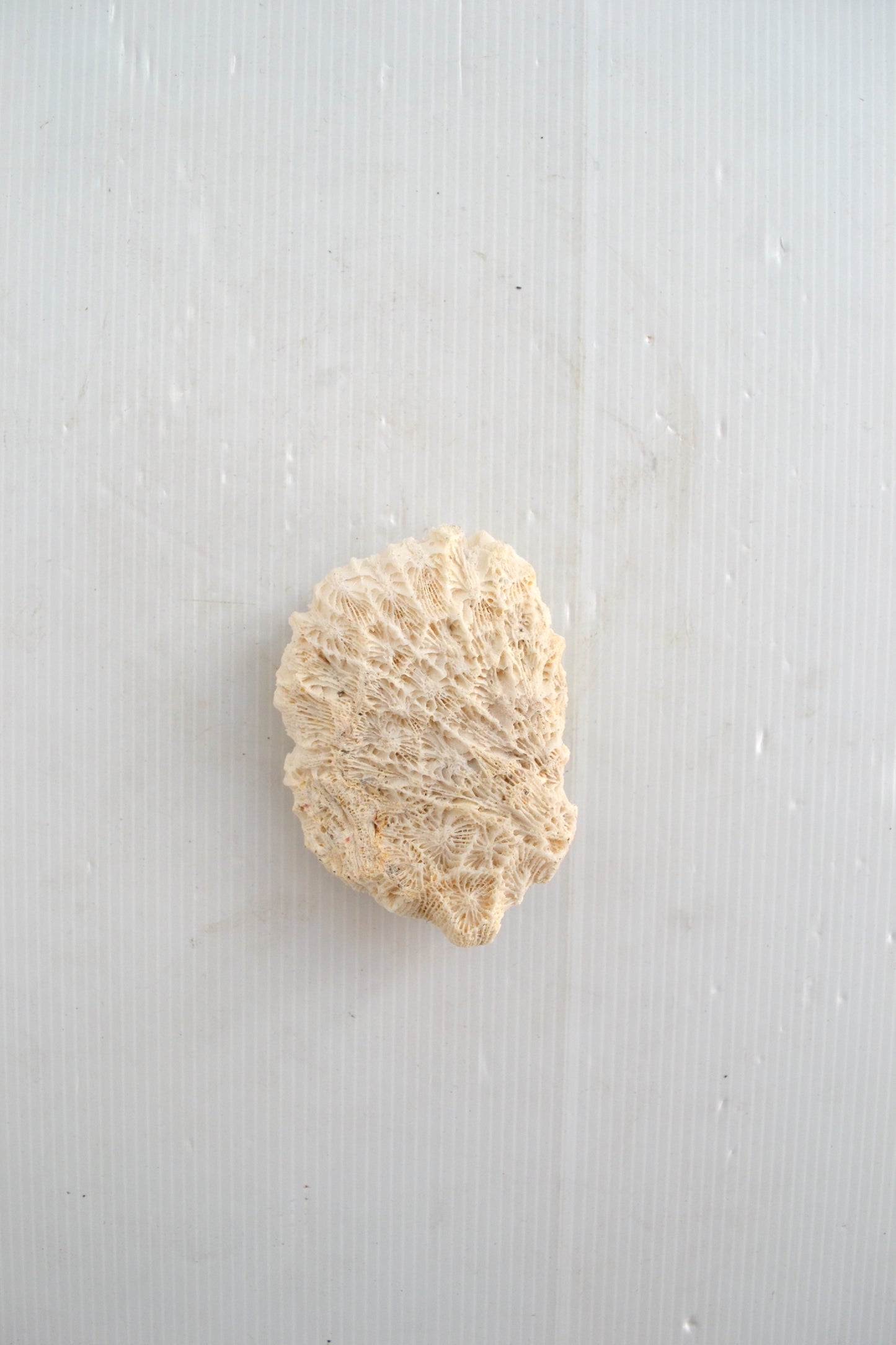 Corail Blanc