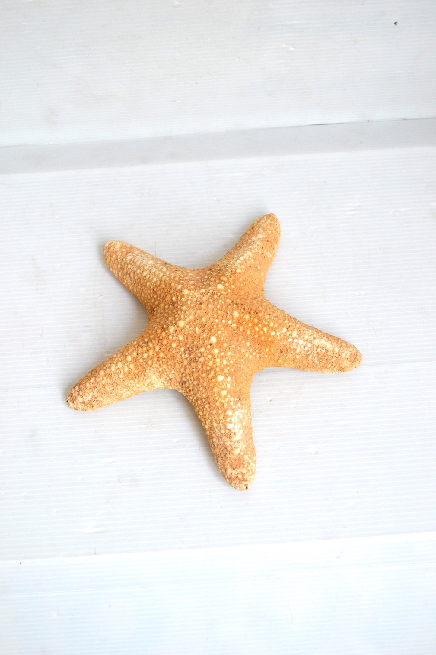 Étoile de mer