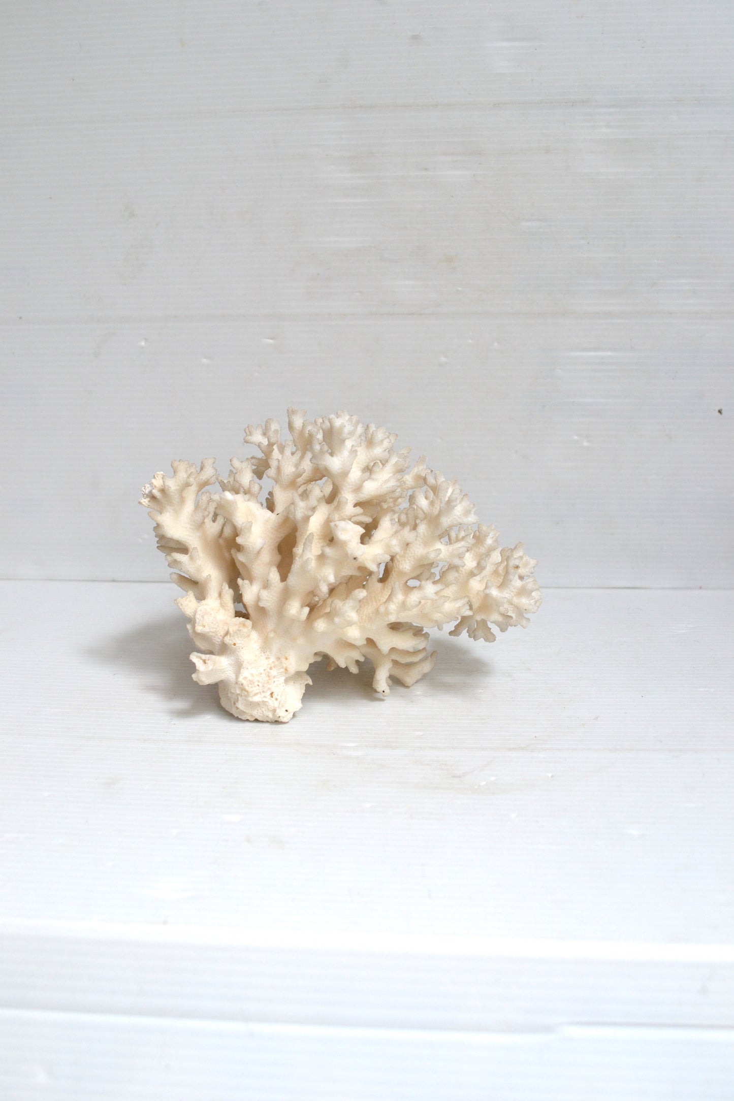 Corail blanc