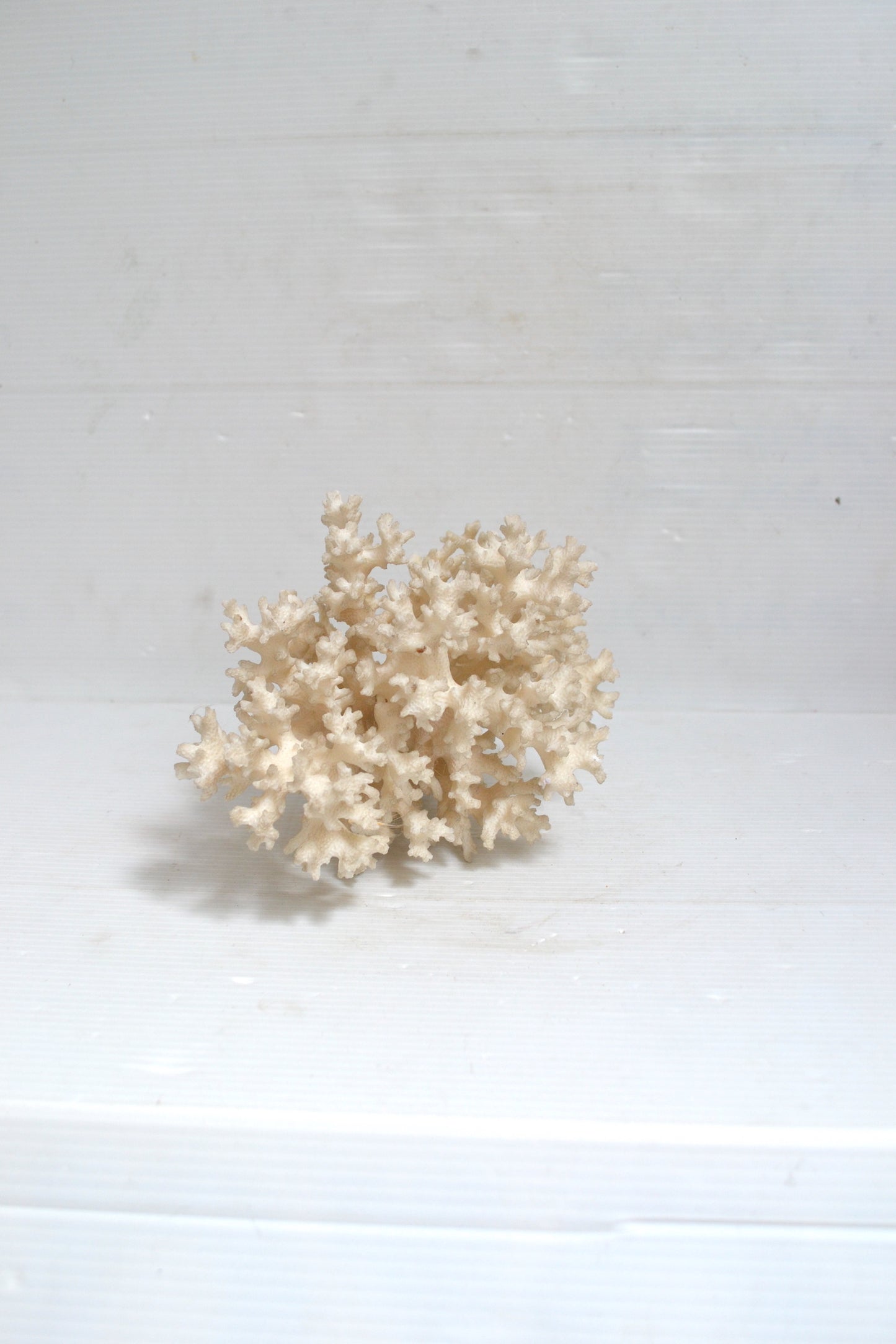 Corail blanc