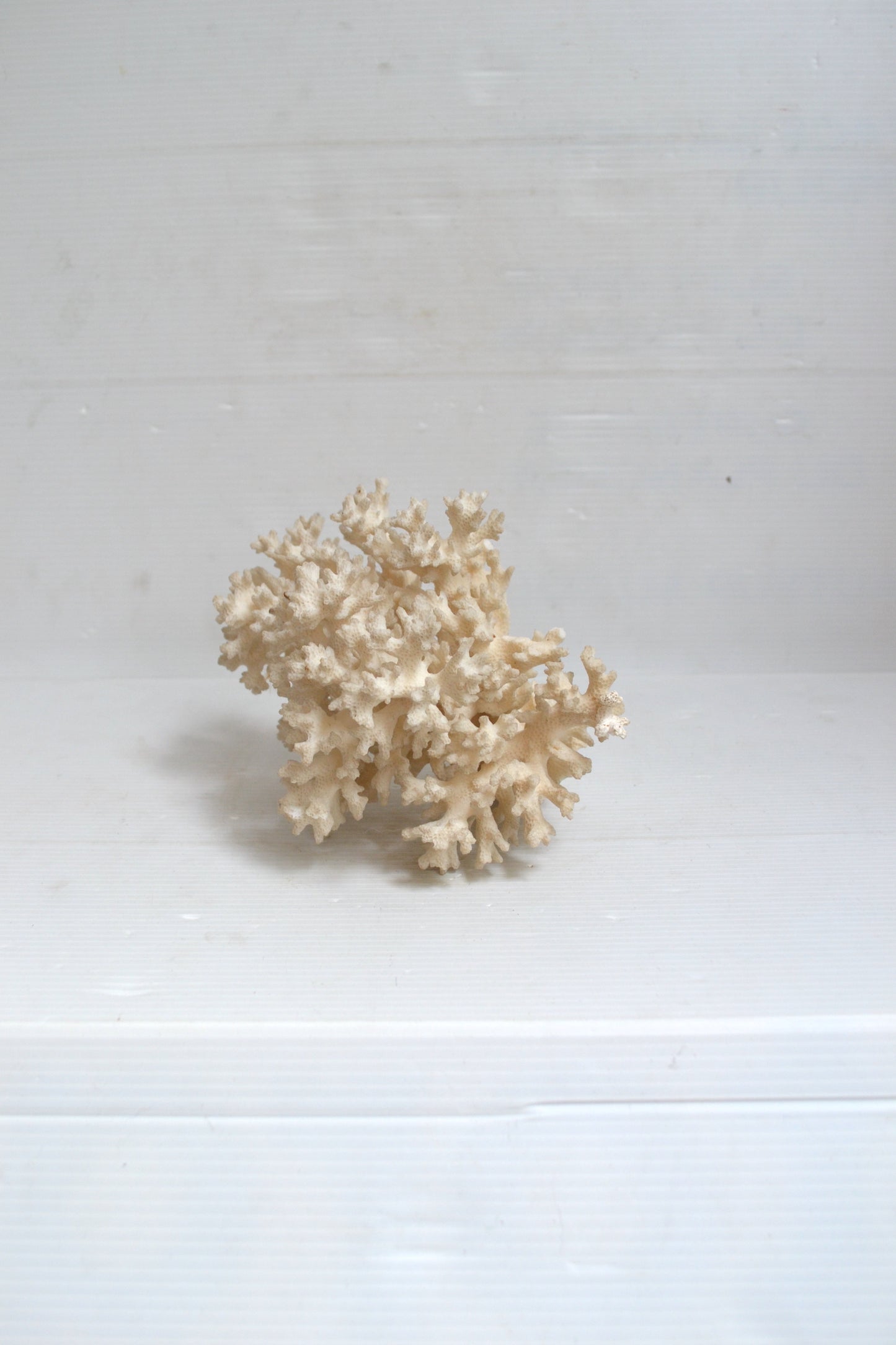 Corail blanc
