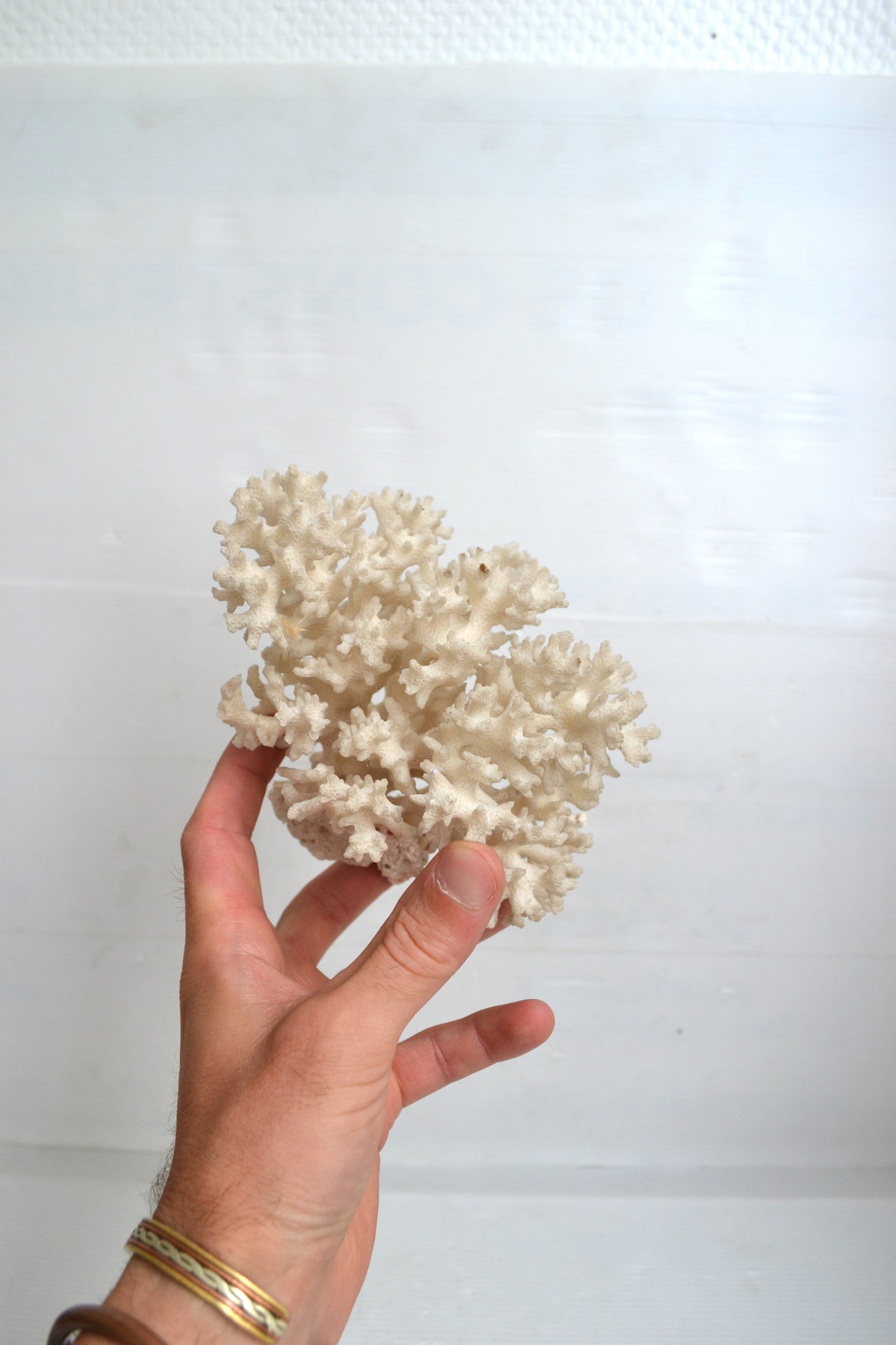 Corail blanc