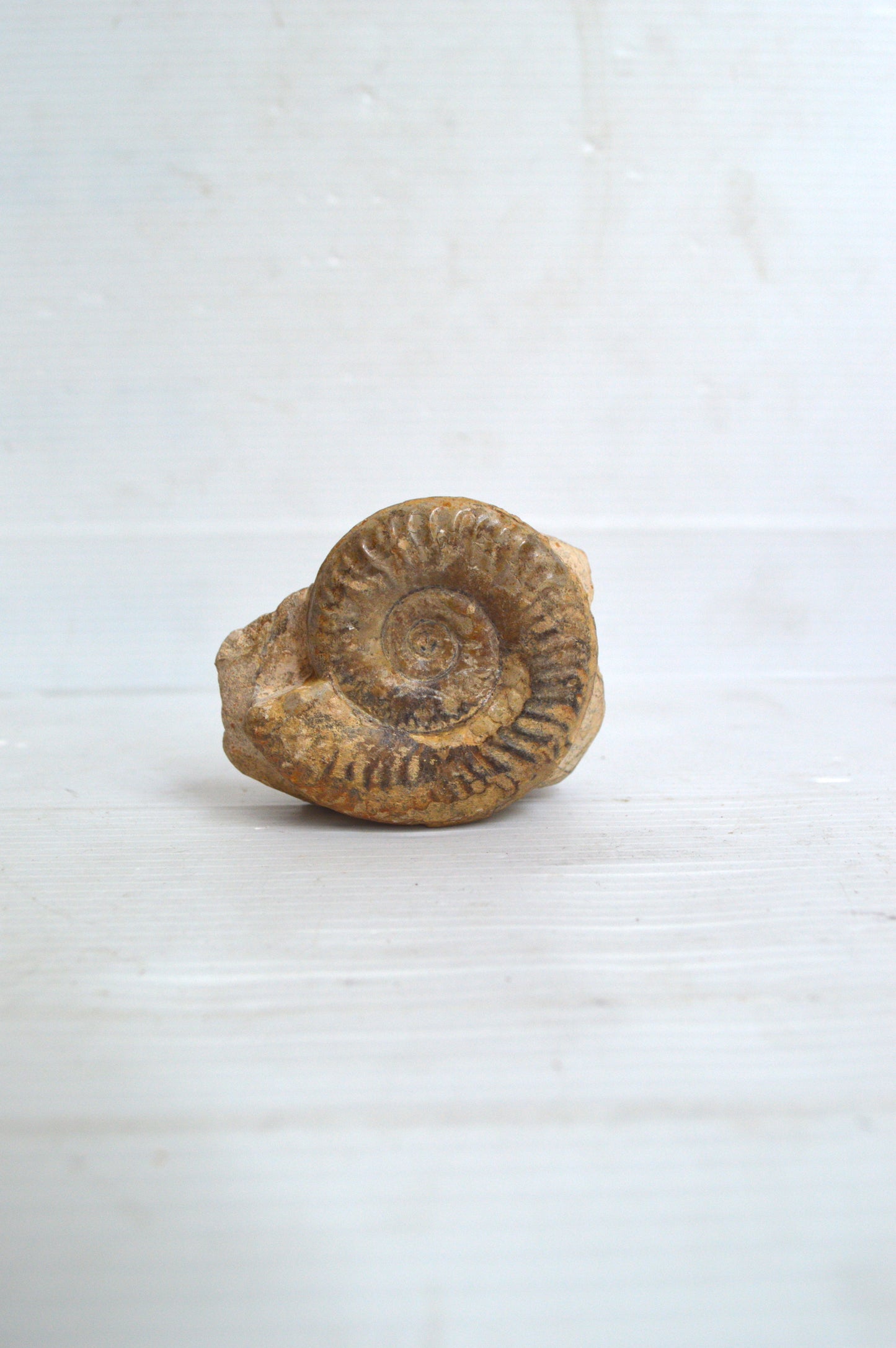 Fossile d'Ammonite