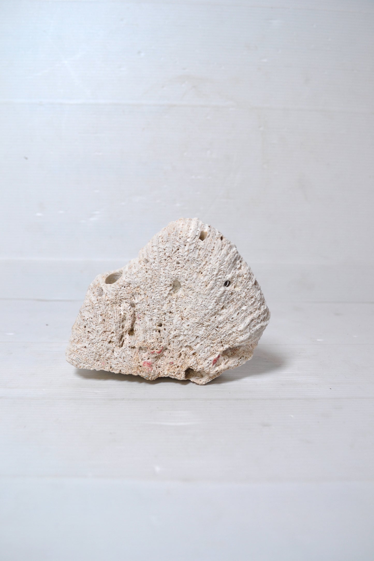 Corail Blanc