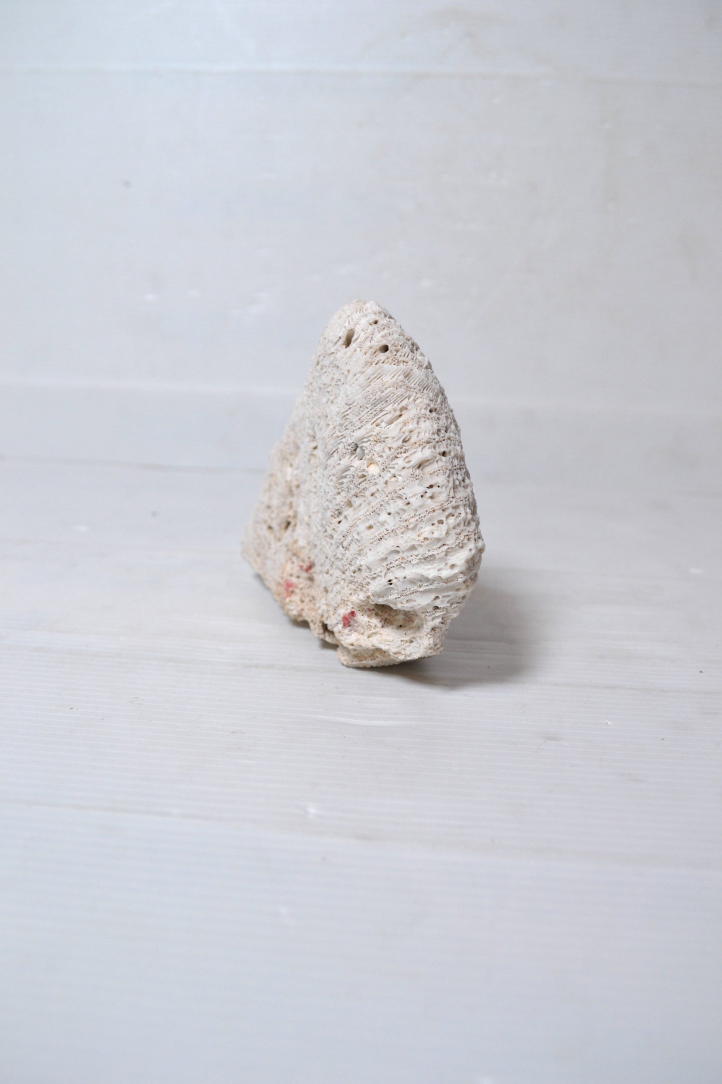 Corail Blanc
