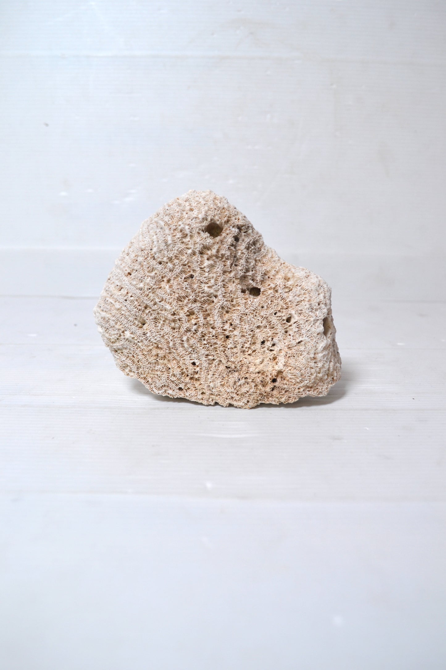Corail Blanc