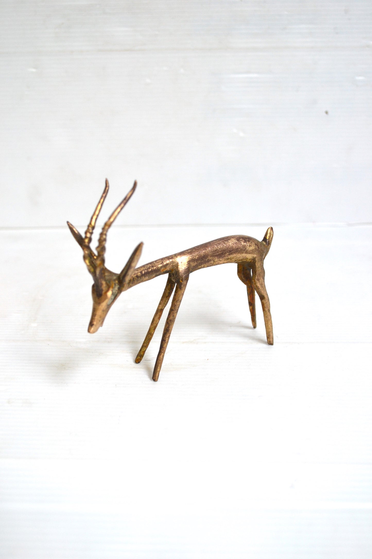 Gazelle africaine