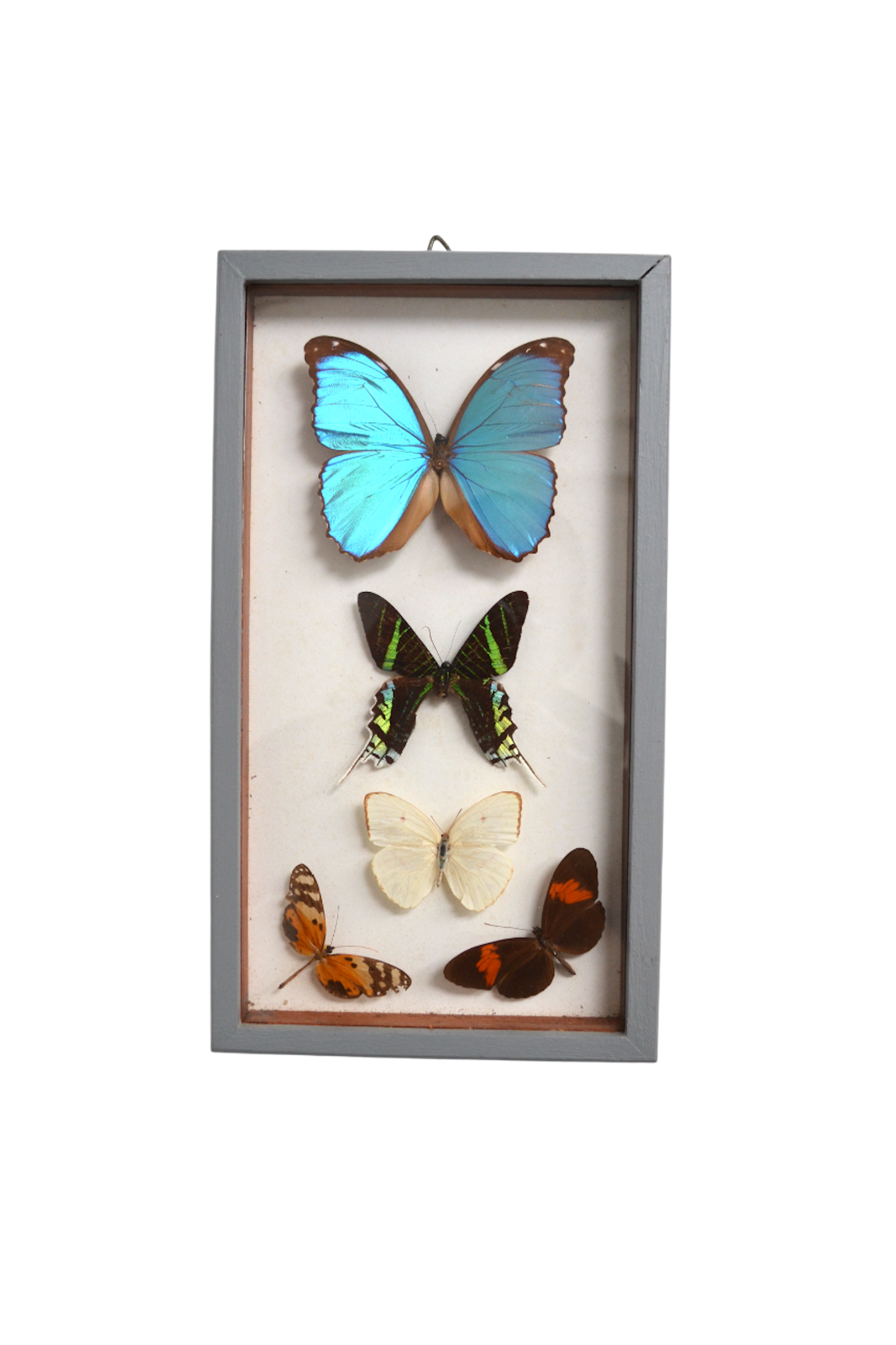 Cadre vitrine à papillons