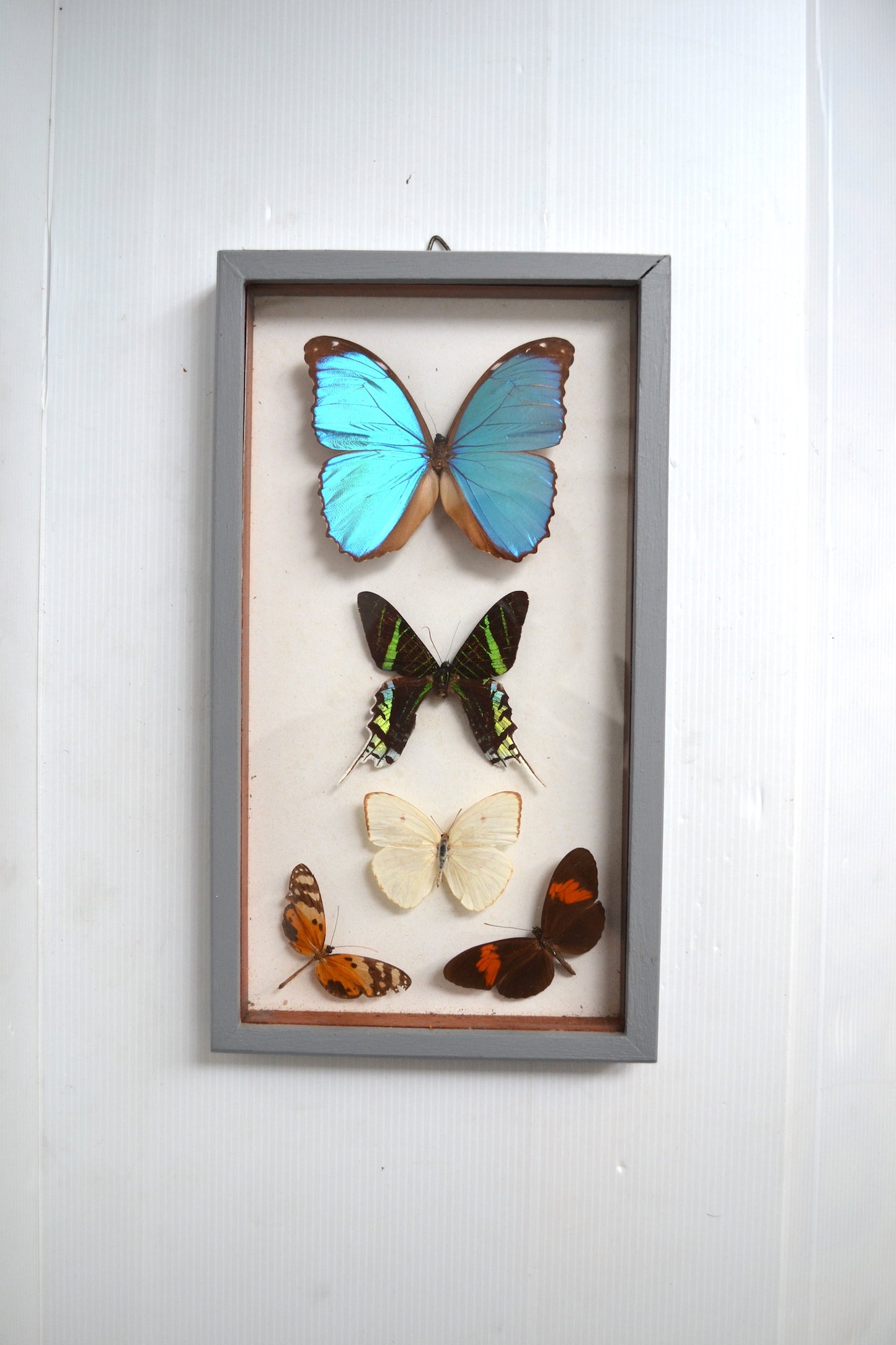 Cadre vitrine à papillons