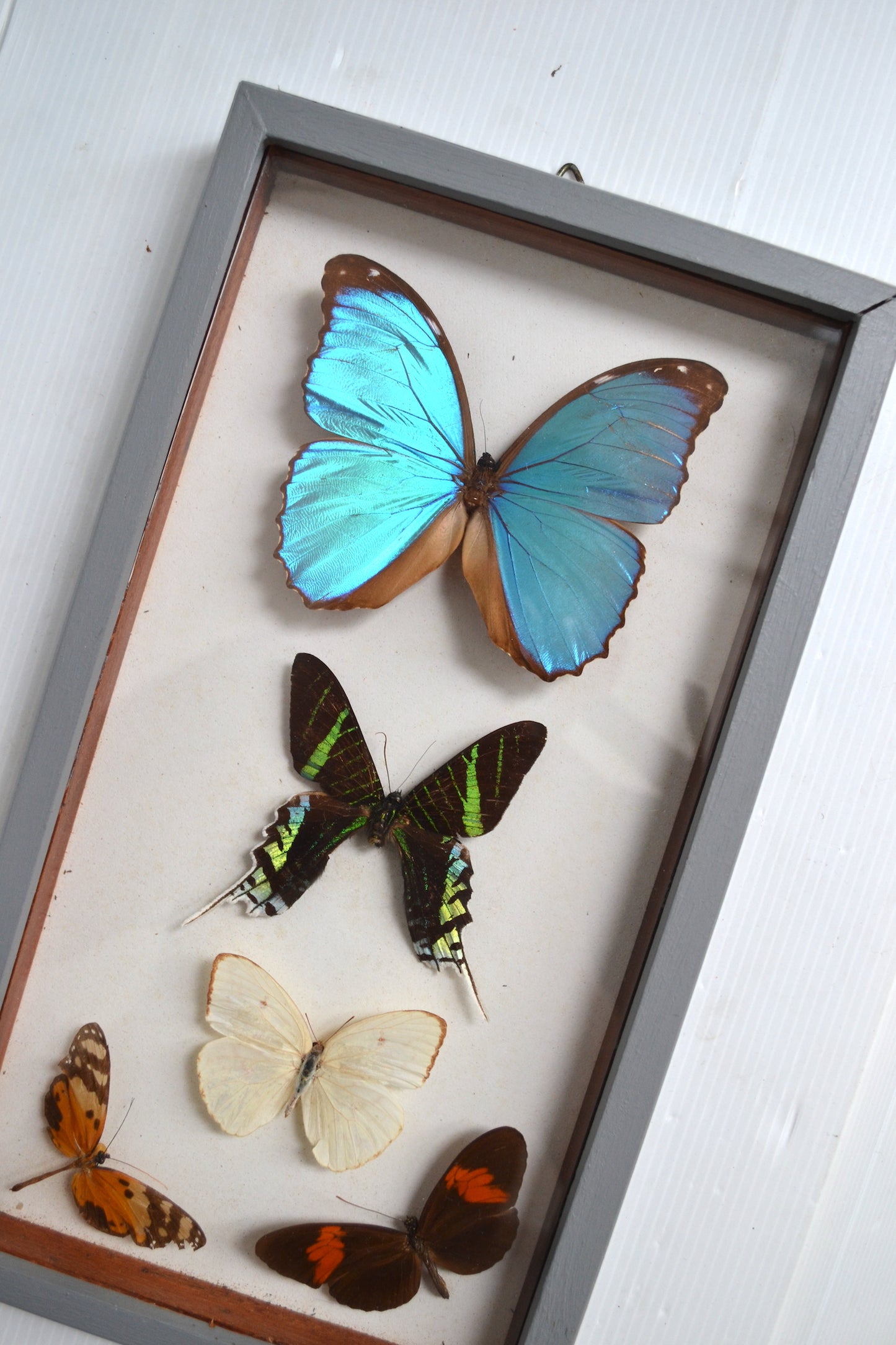 Cadre vitrine à papillons