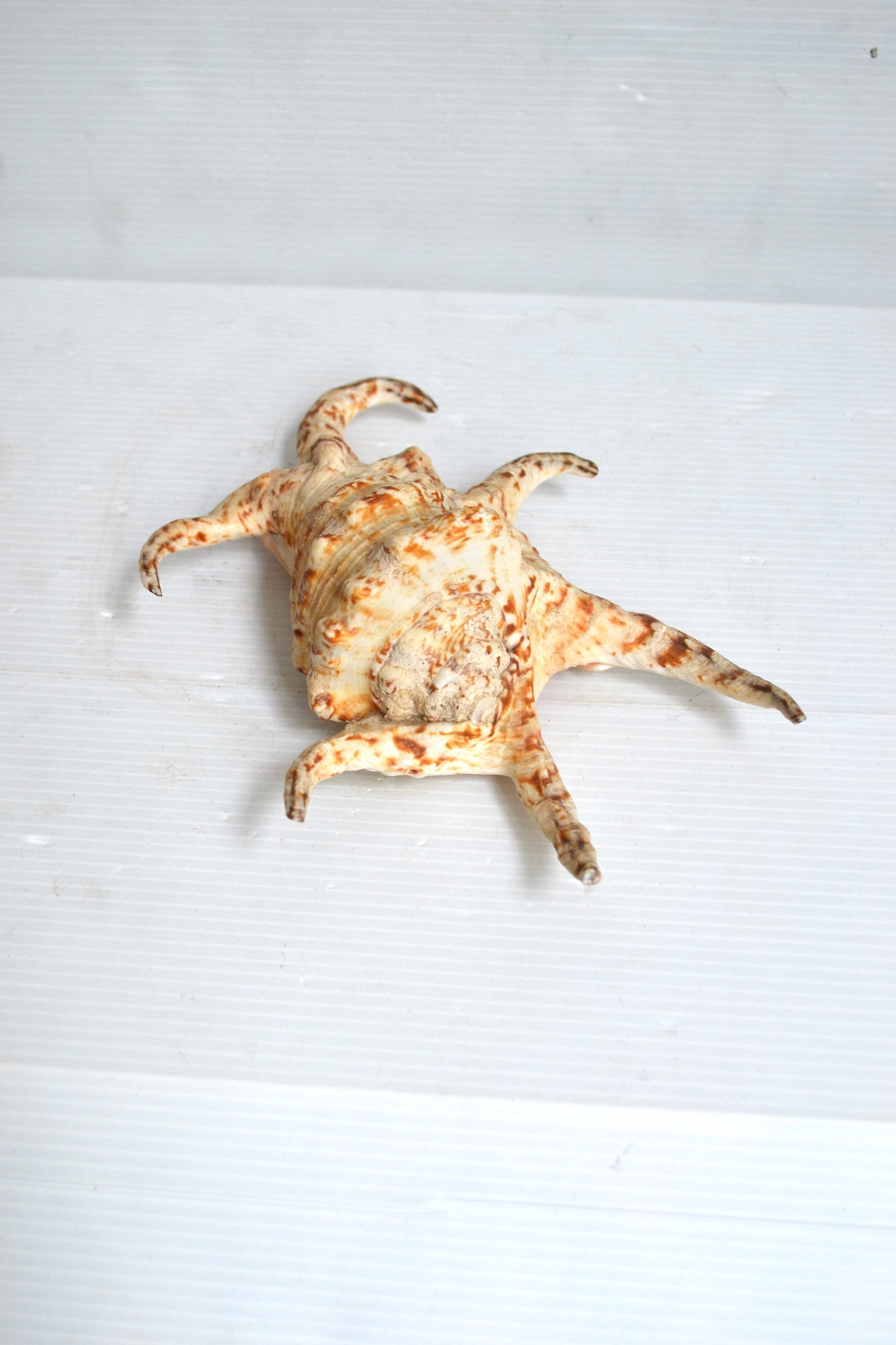 Coquillage Harpago