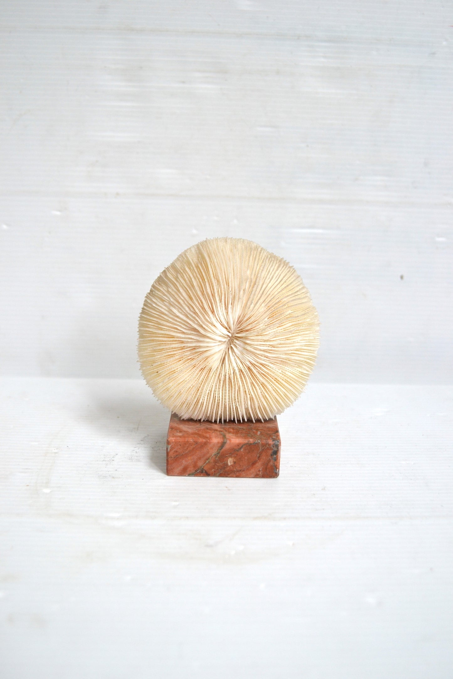 Corail blanc sur socle