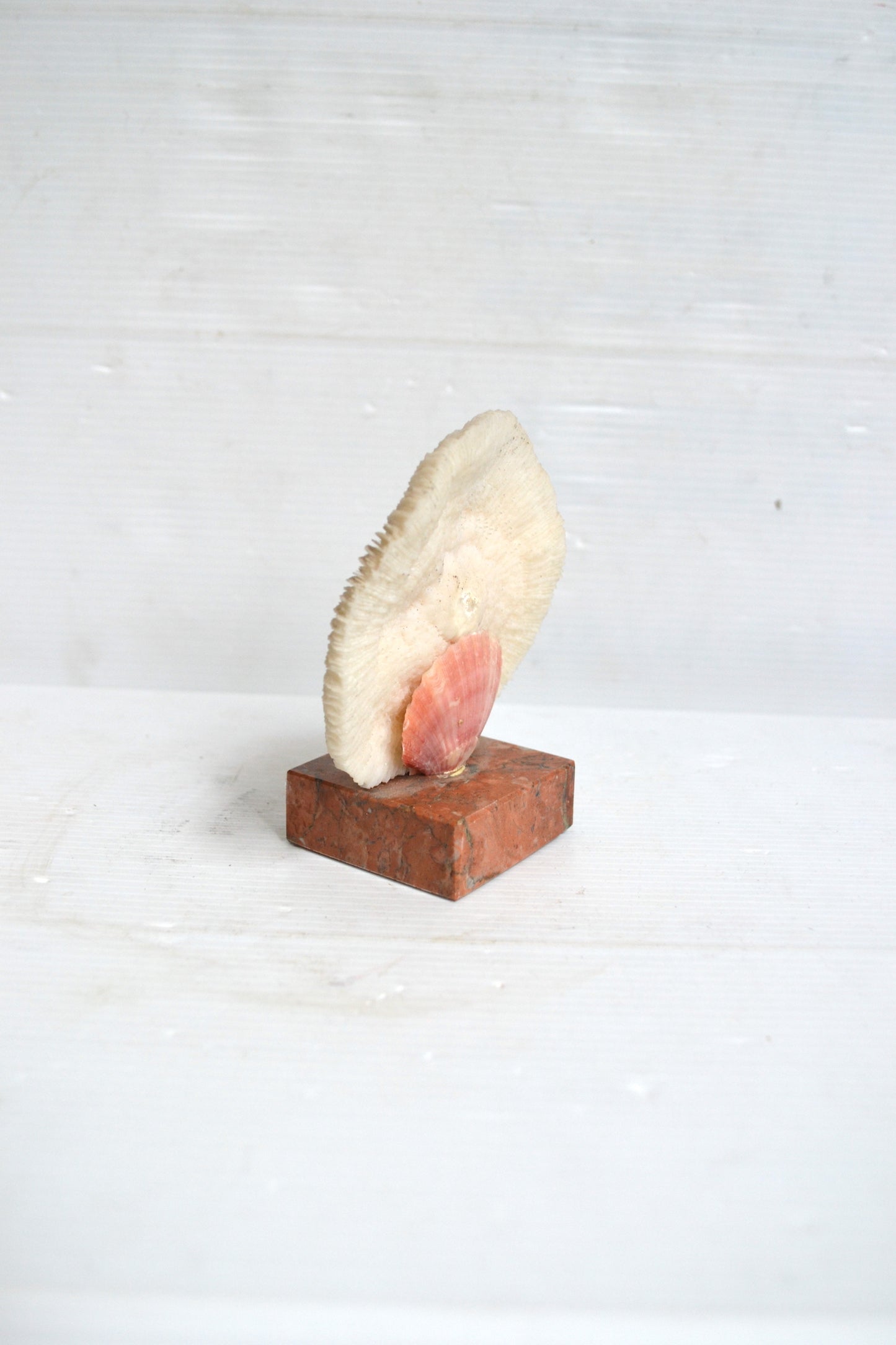 Corail blanc sur socle