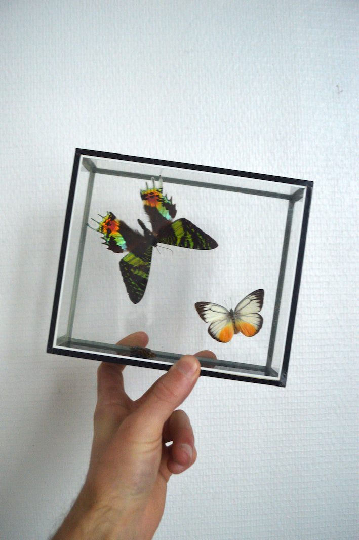 Vitrine à papillons