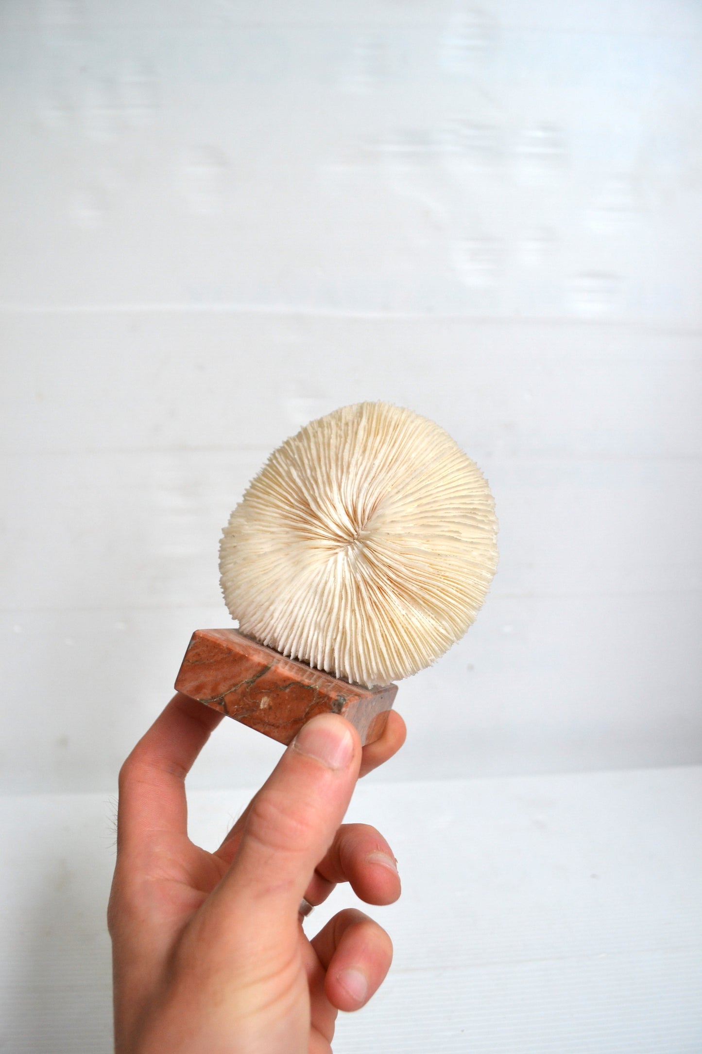 Corail blanc sur socle