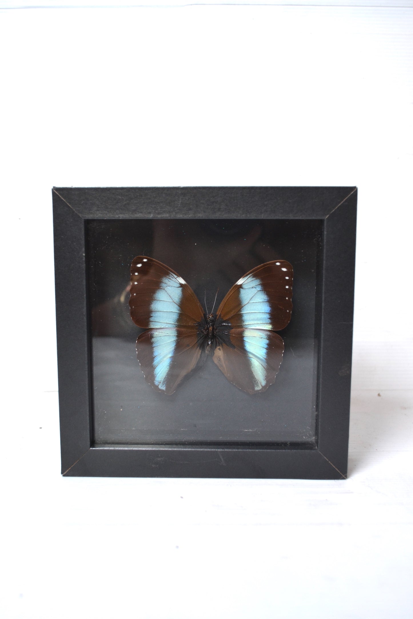 Cadre Papillon Morpho