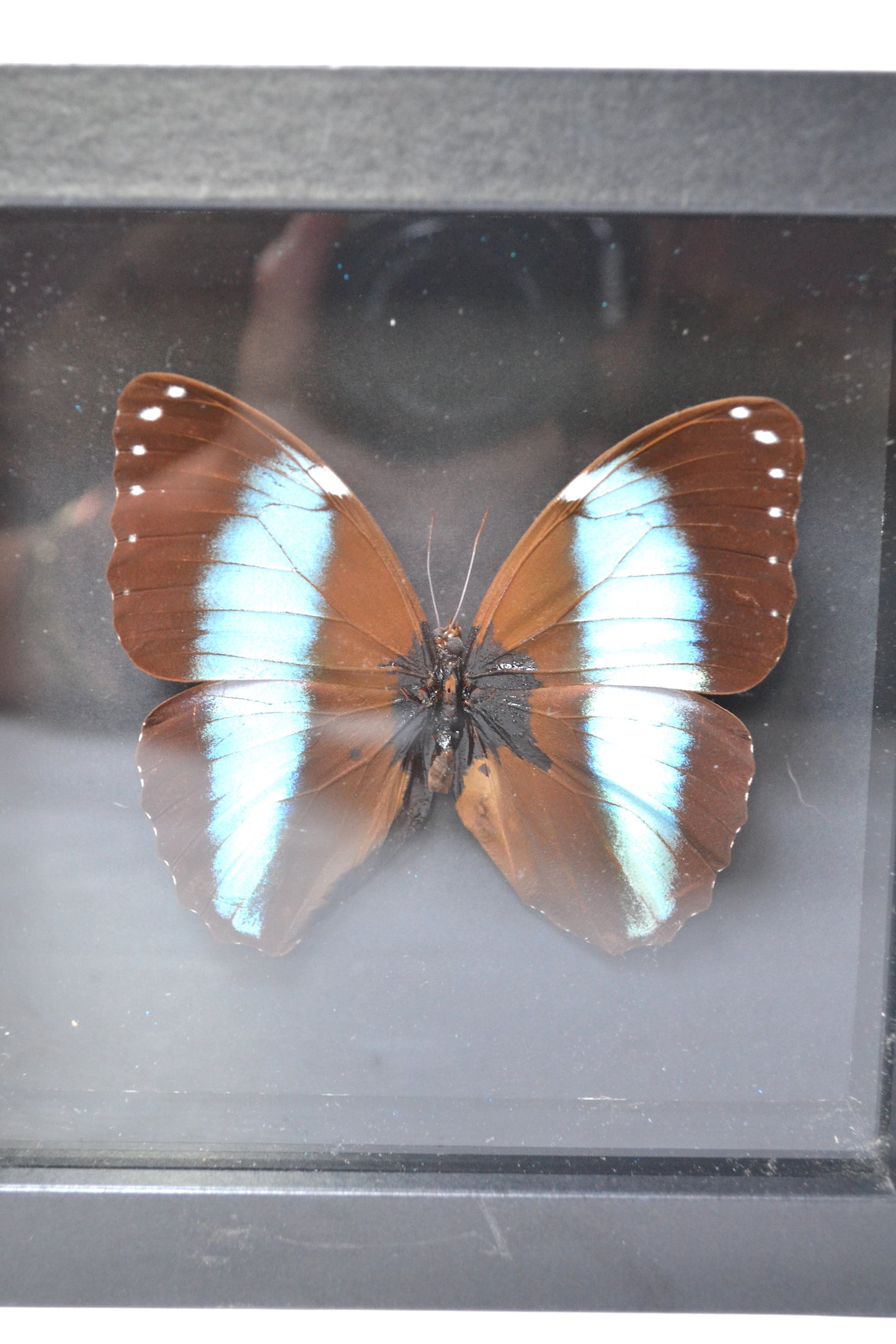Cadre Papillon Morpho
