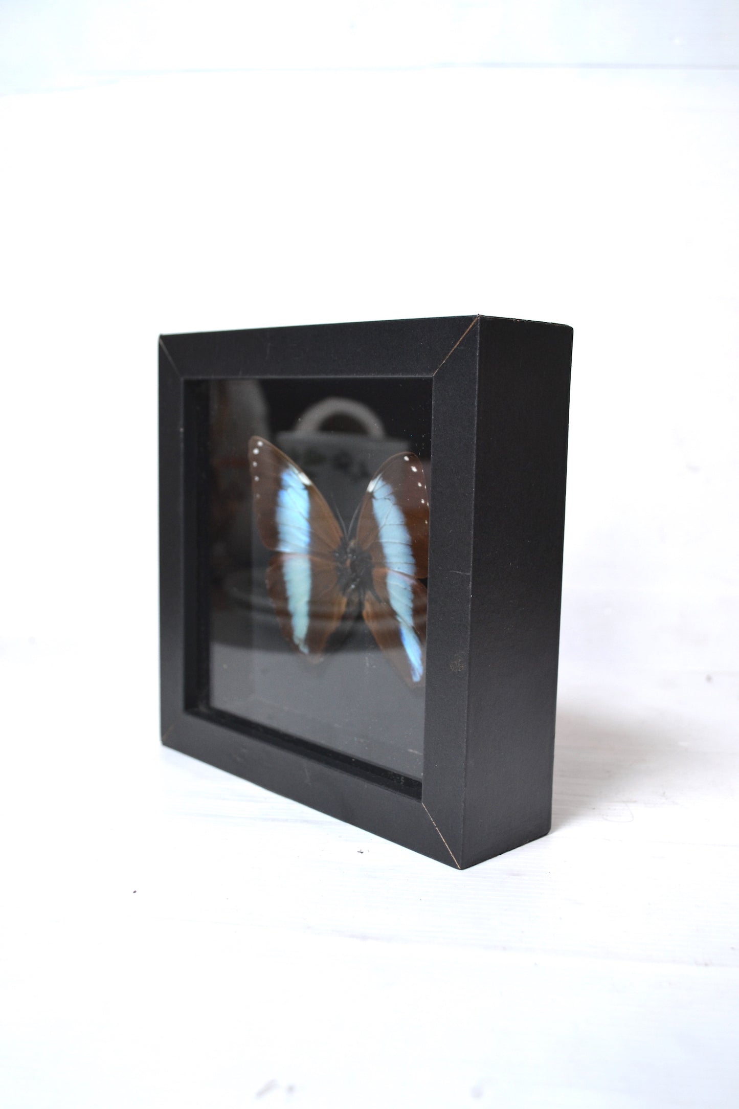 Cadre Papillon Morpho