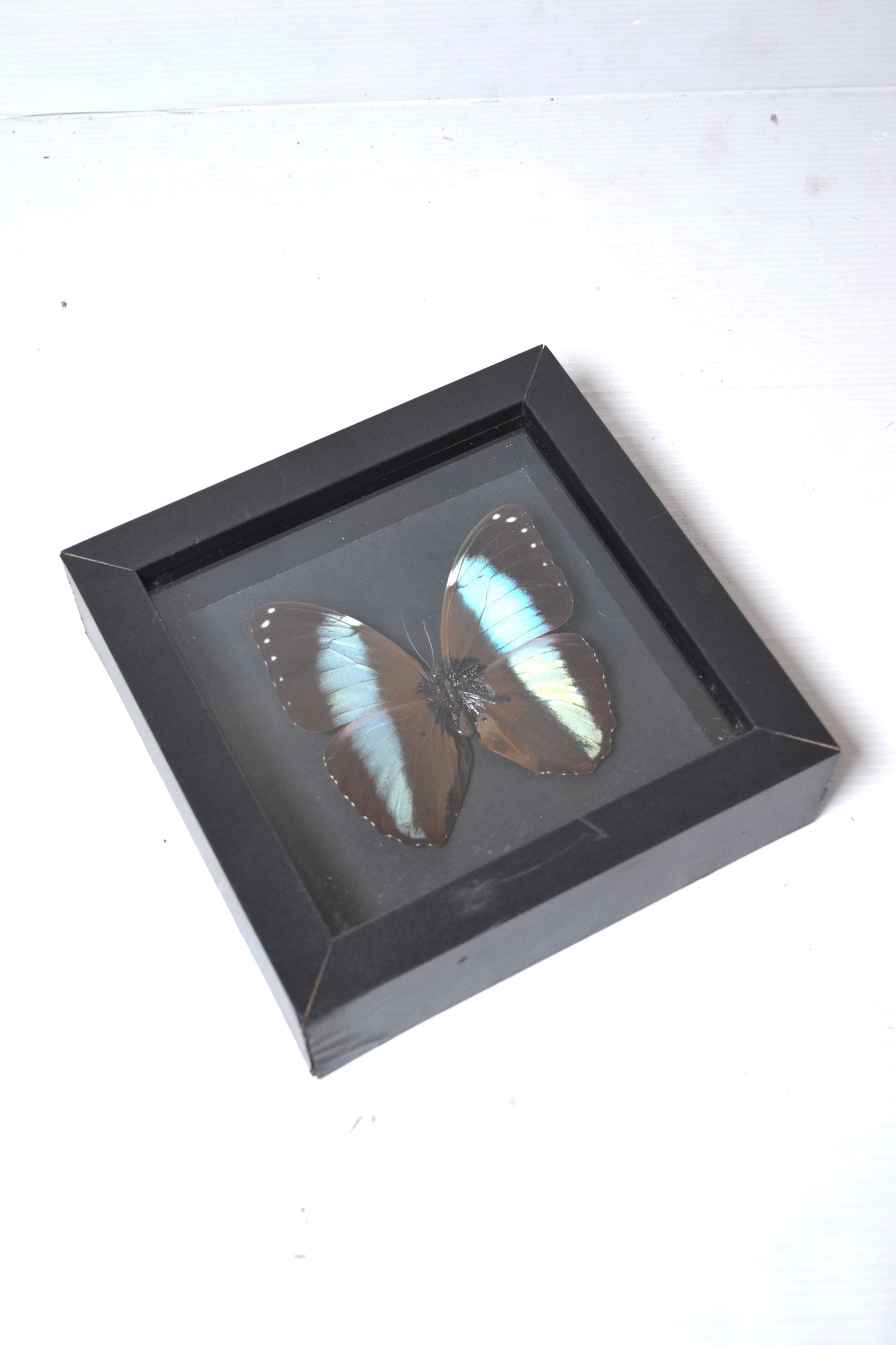 Cadre Papillon Morpho
