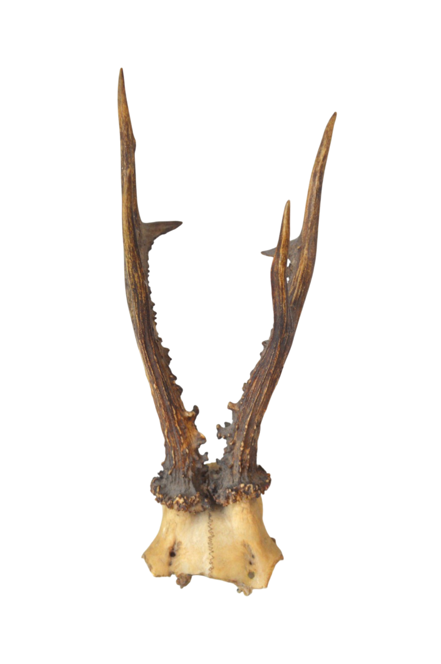Trophée