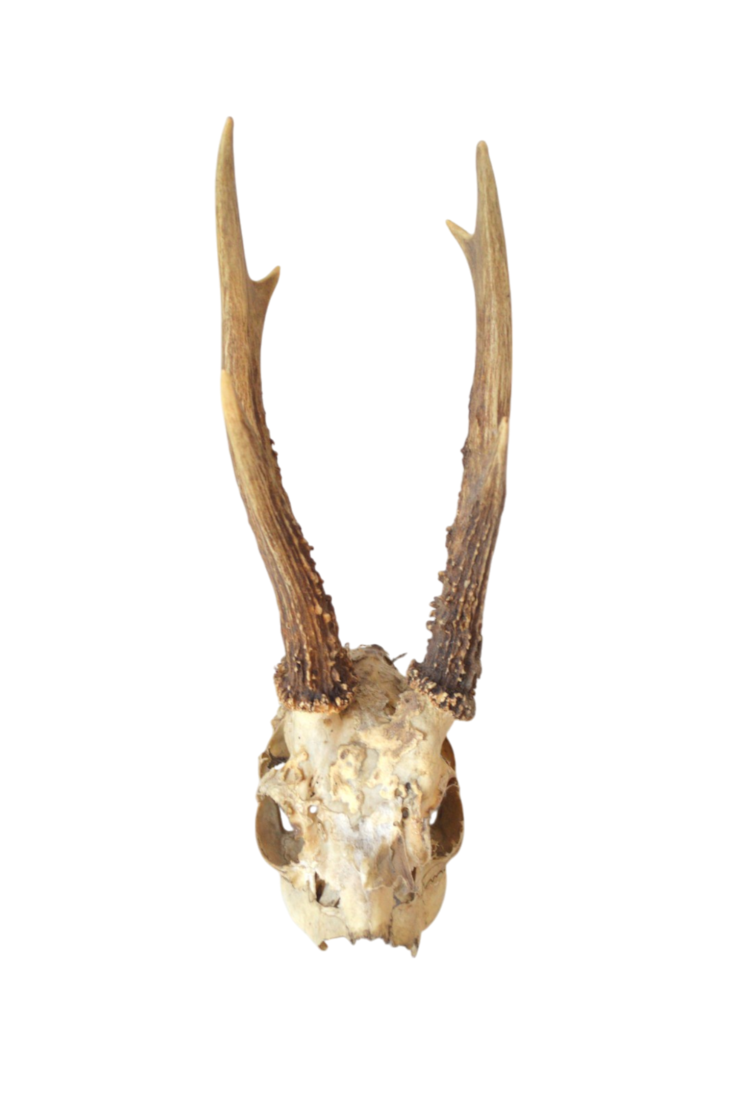 Trophée
