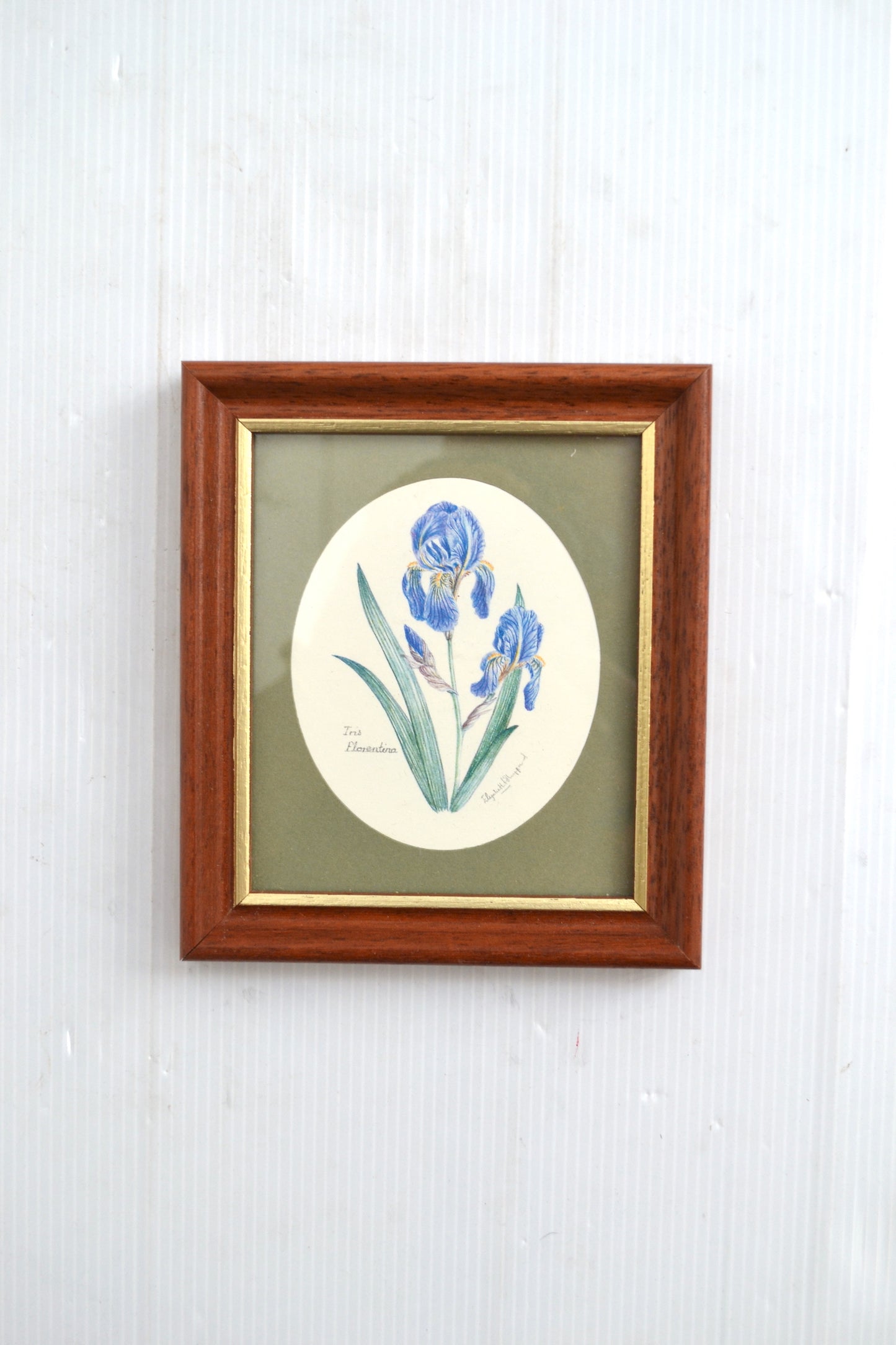 Cadre botanique Iris Florentina