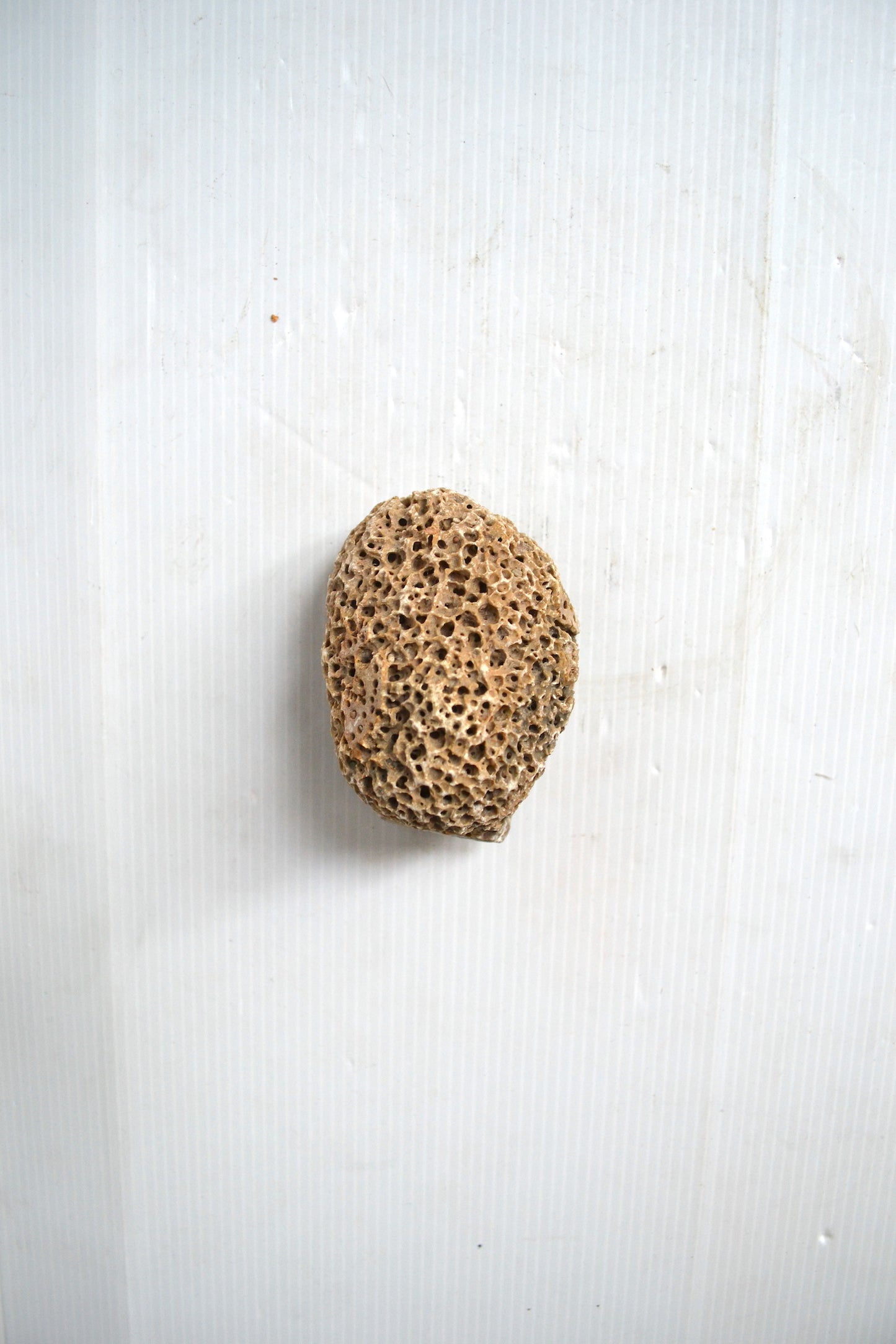 Petit corail boule