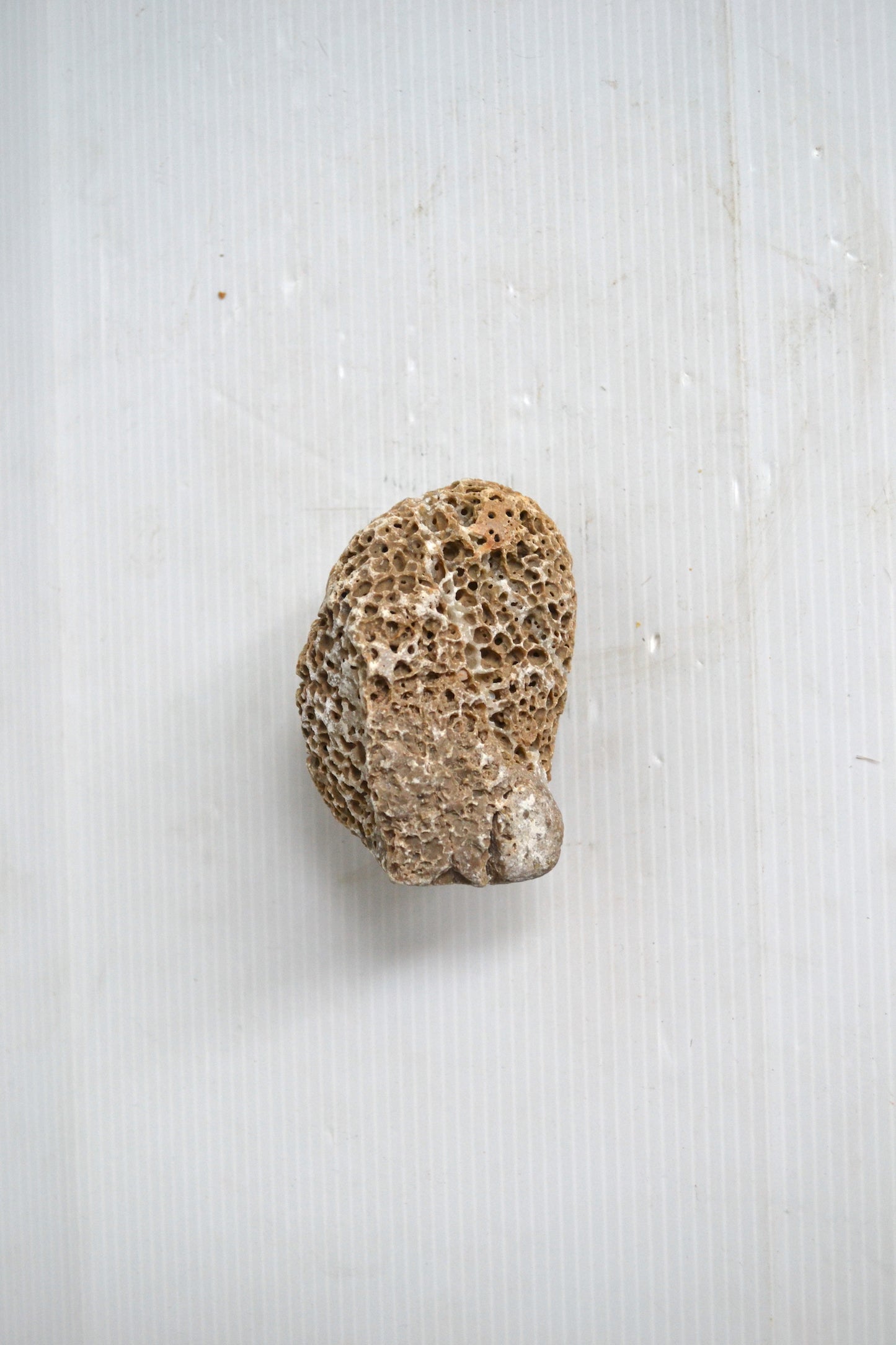 Petit corail boule
