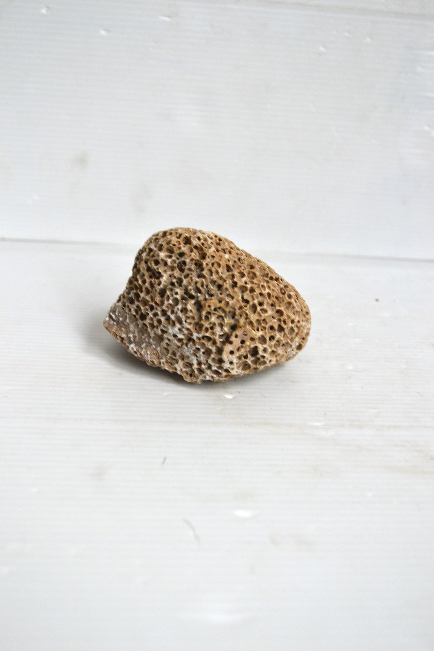 Petit corail boule