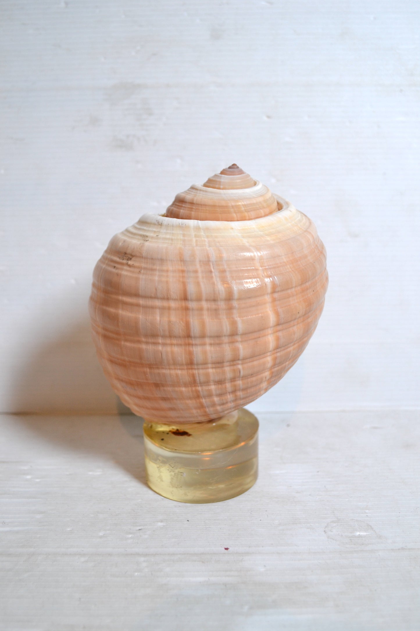 Coquillage sur socle