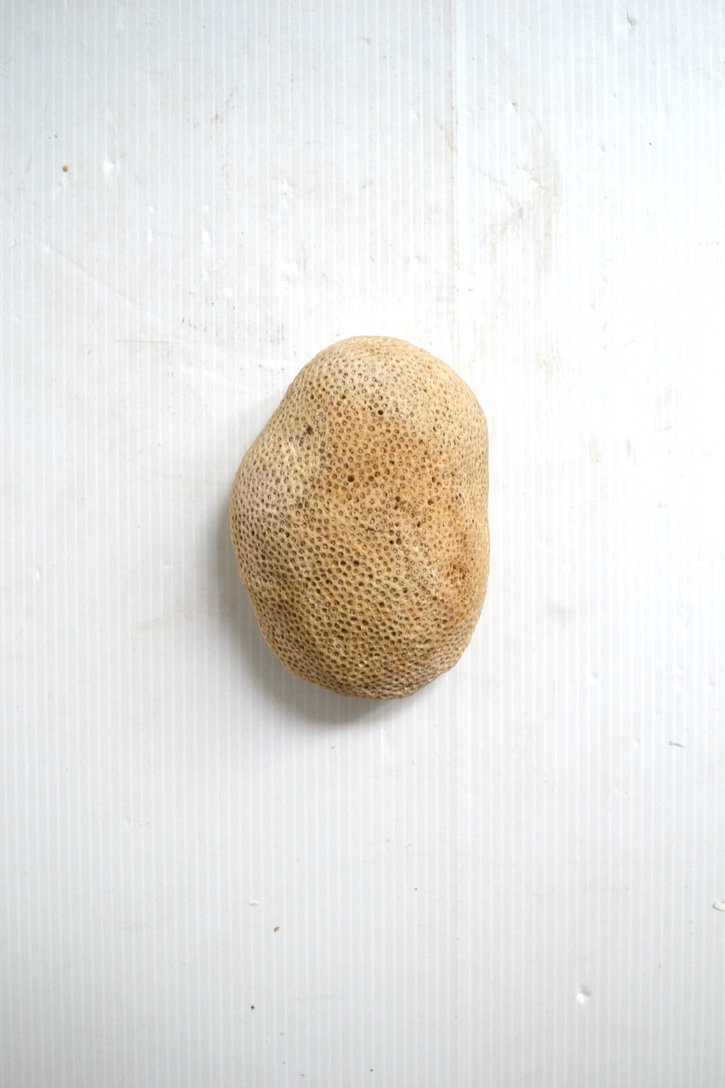 Corail boule