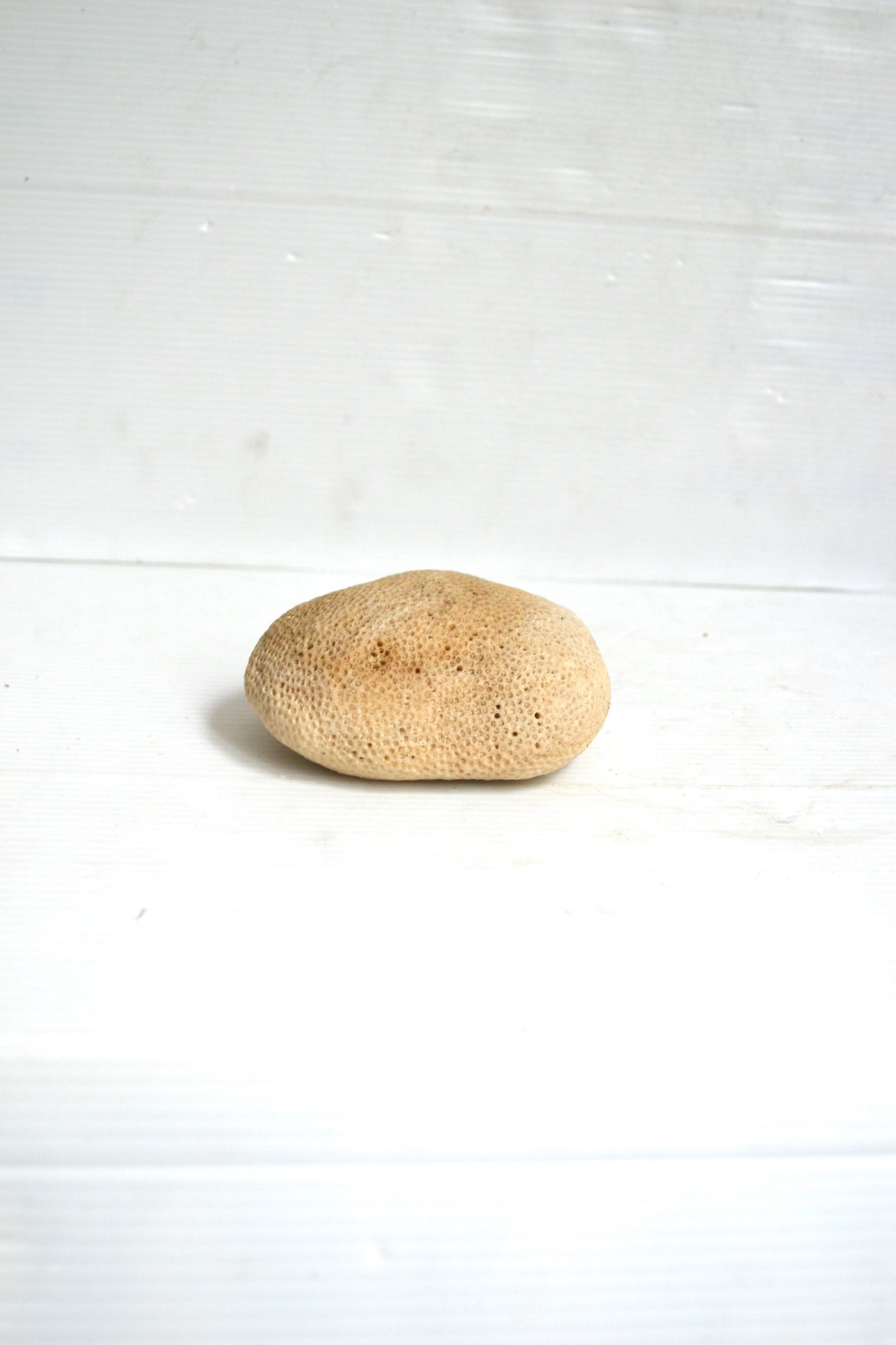 Corail boule