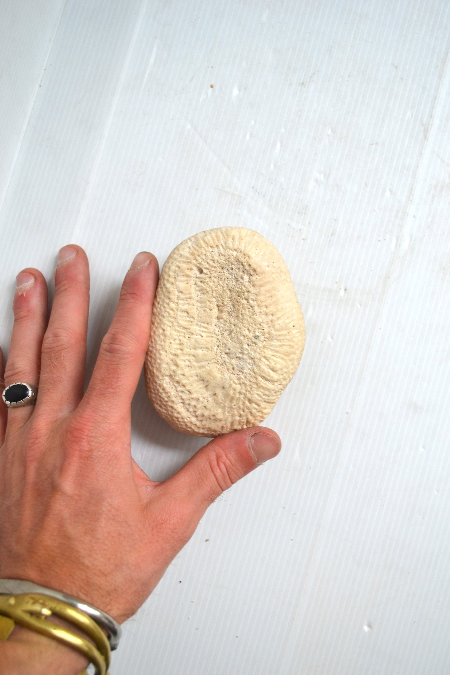 Corail boule