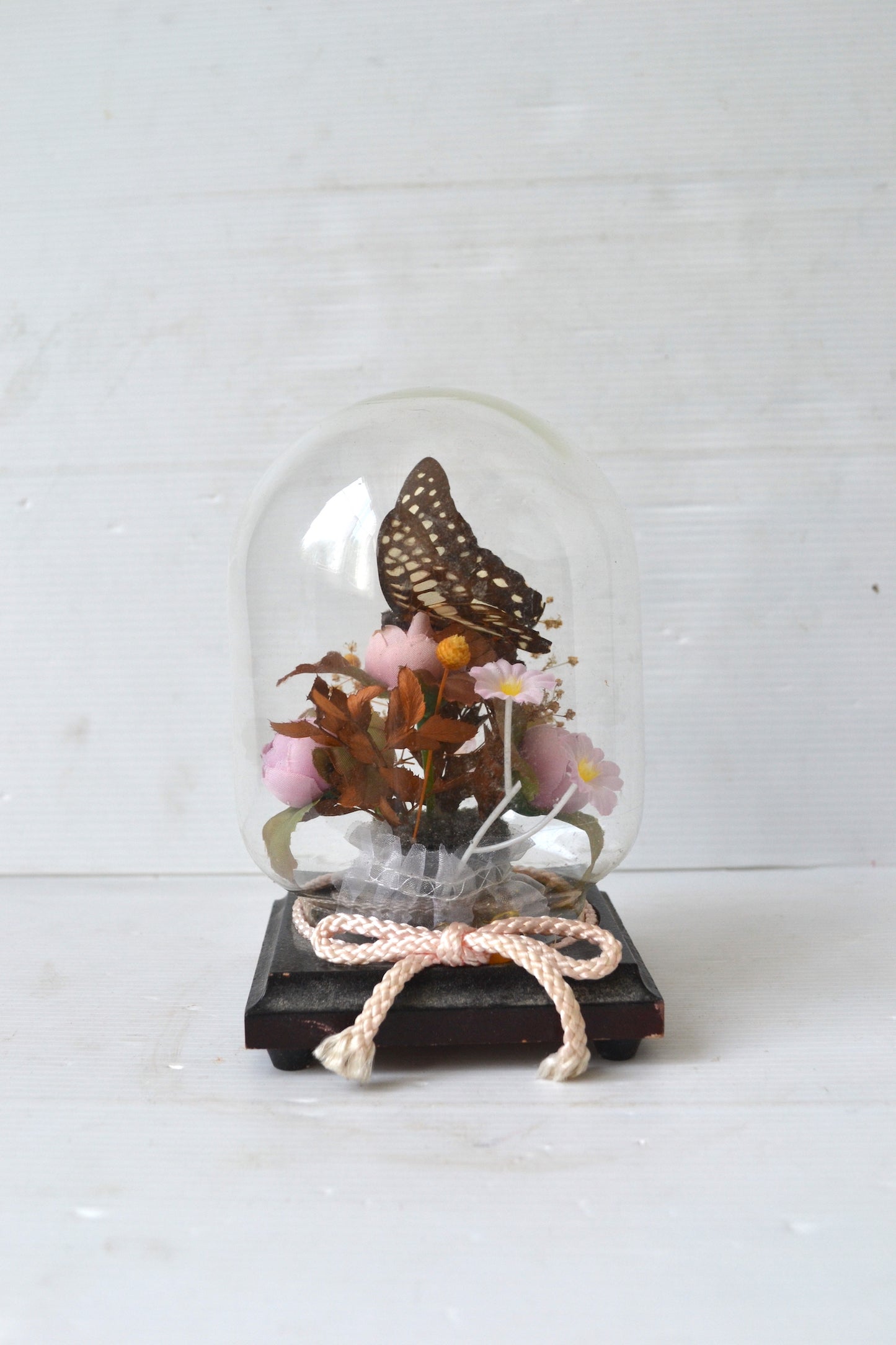 Papillon sous cloche