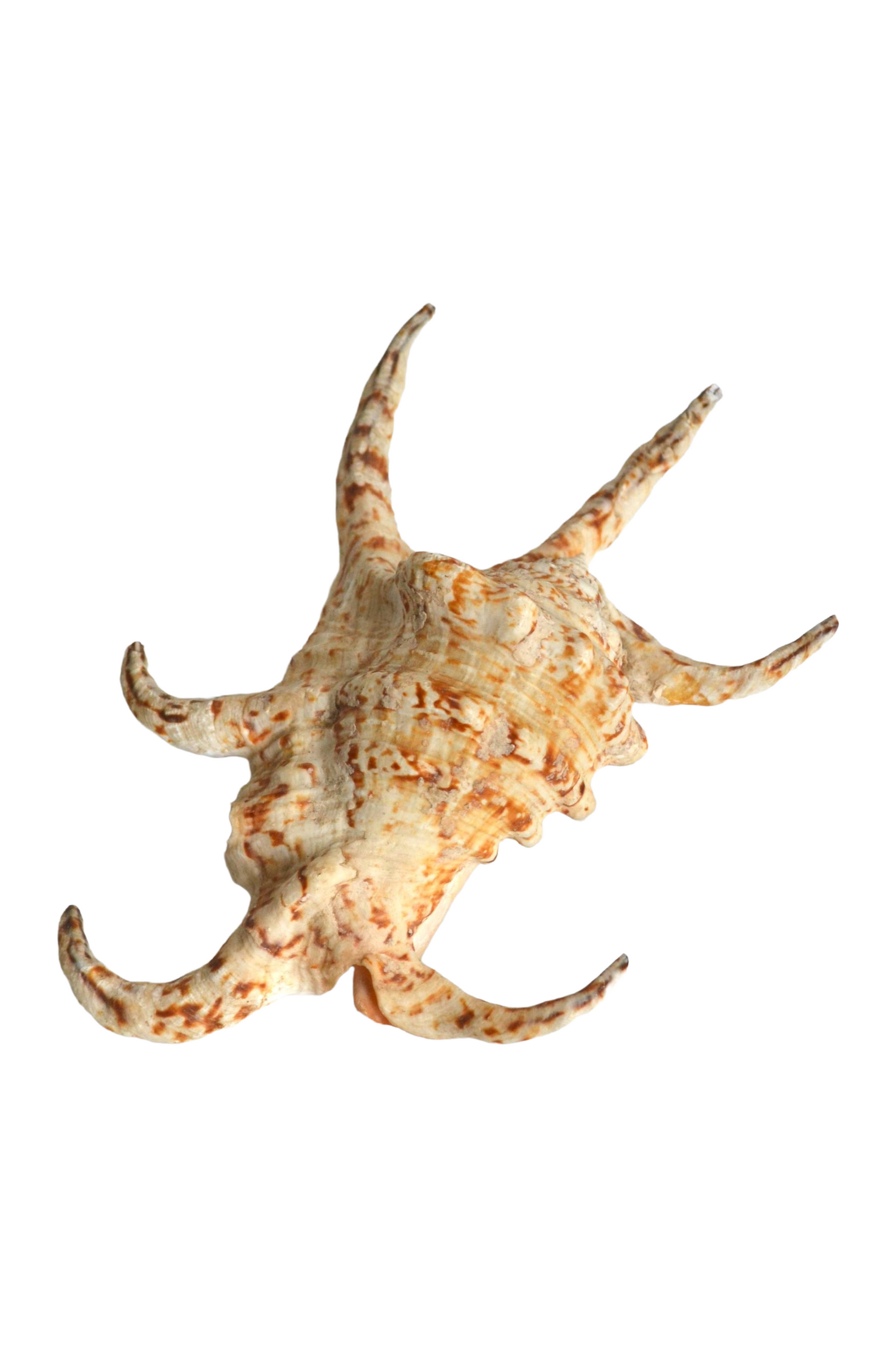 Coquillage Harpago
