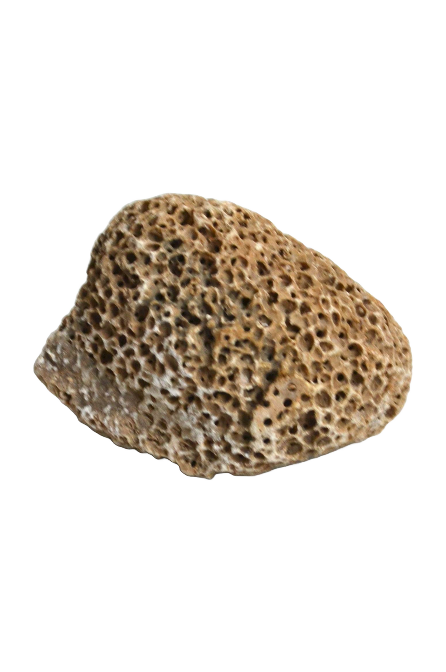 Petit corail boule