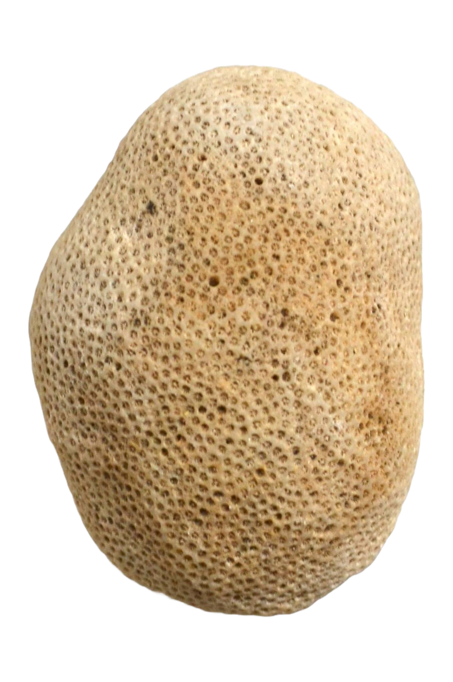 Corail boule