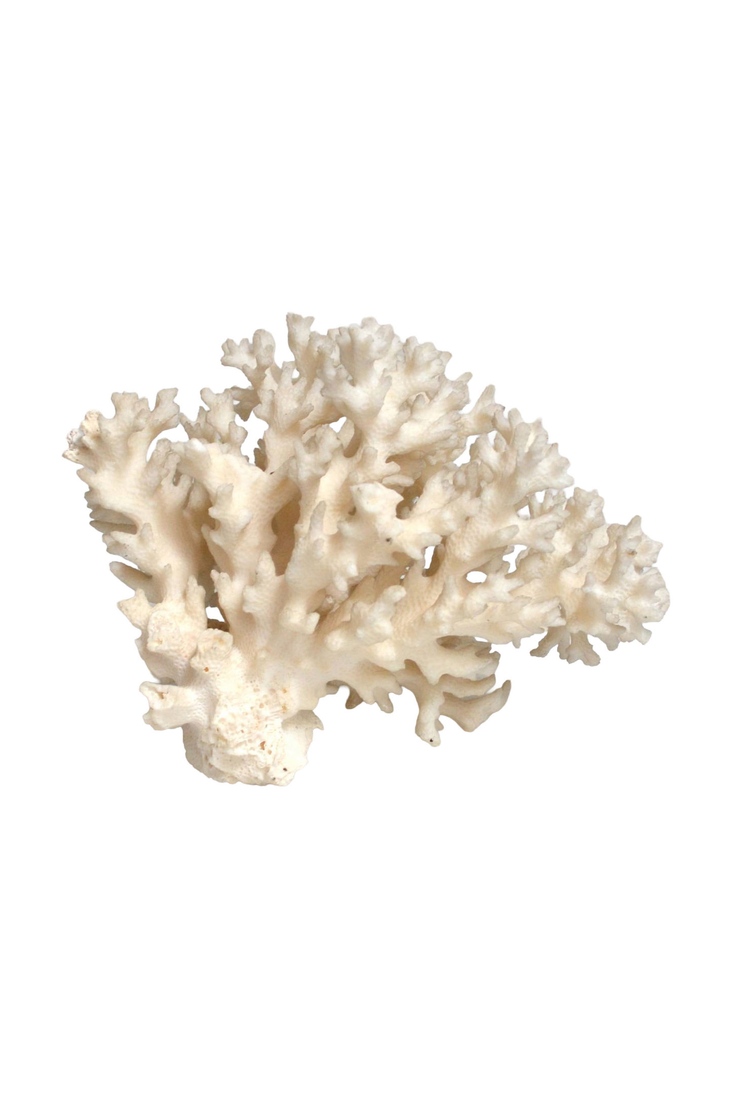 Corail blanc