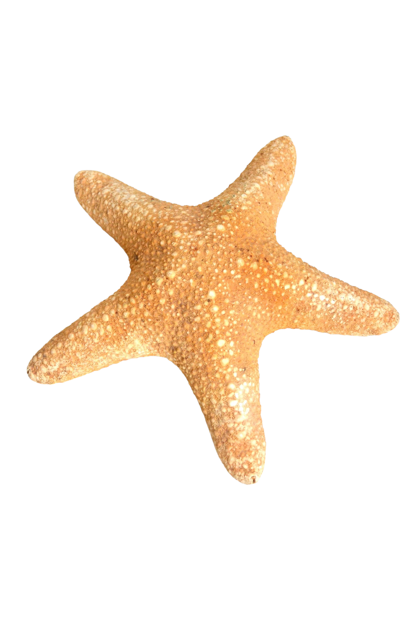Étoile de mer