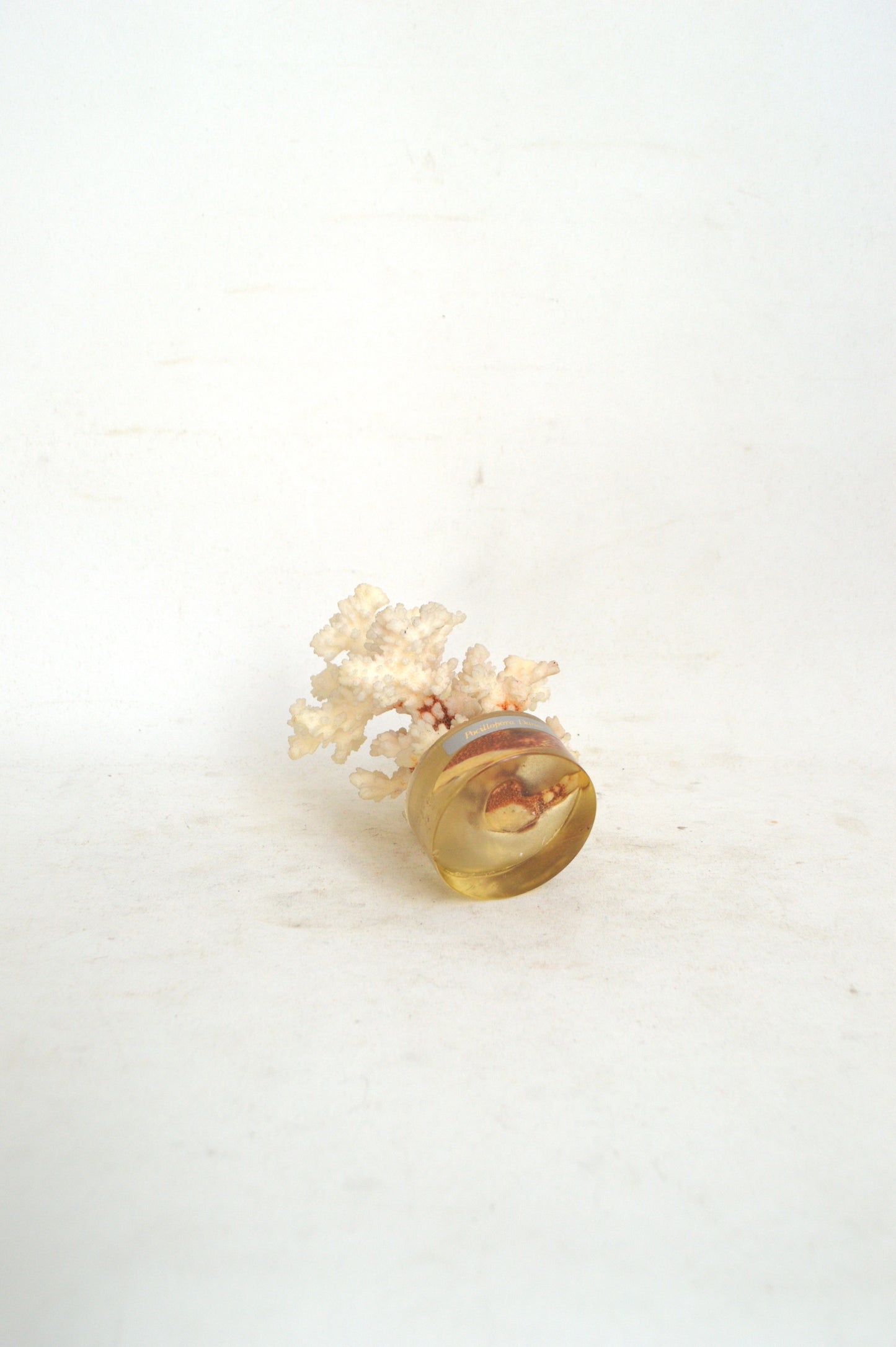 ancien-corail-blanc-sur-socle