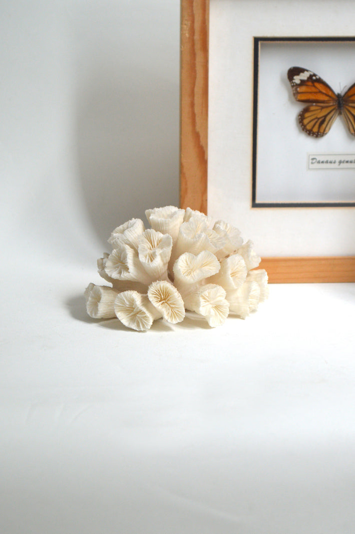 corail blanc décoratif