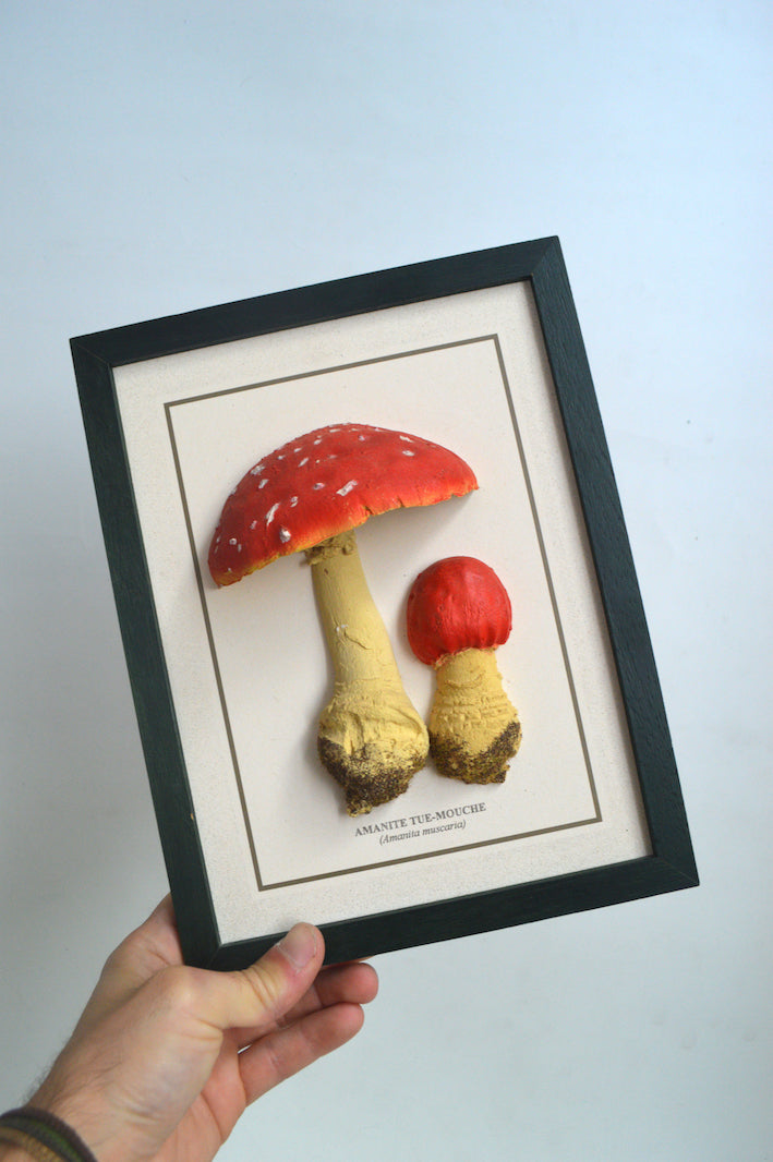 Cadre Champignon Amanite