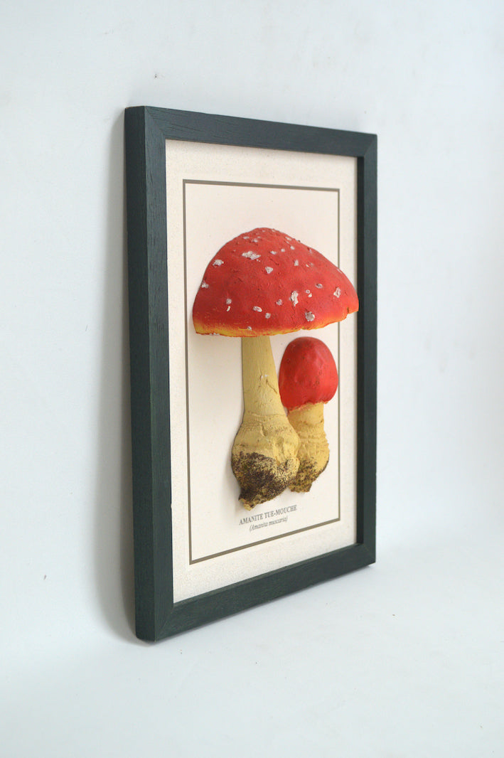 cadre champignon curiosité