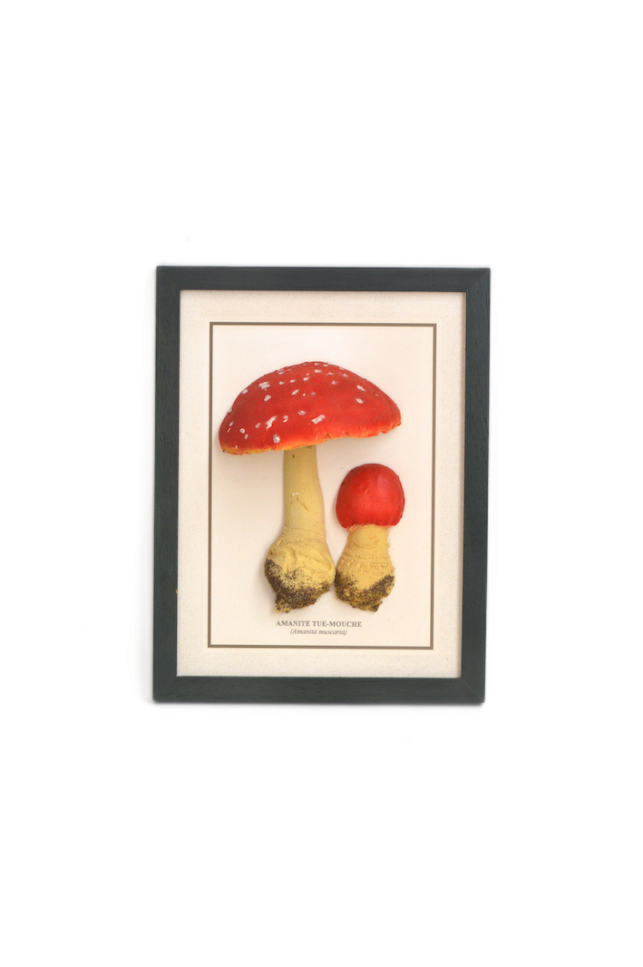 cadre champignon