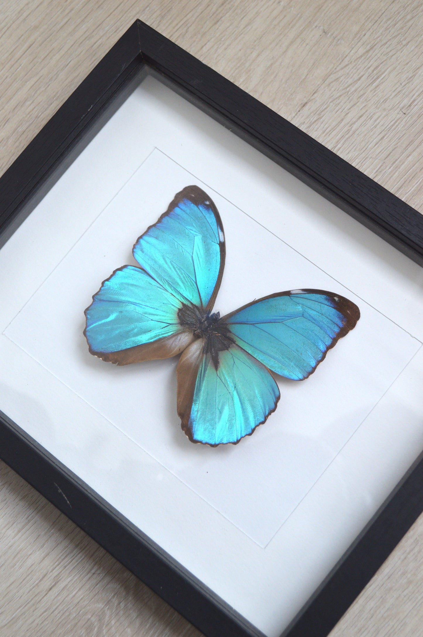 cadre-papillon-morpho-naturalisé